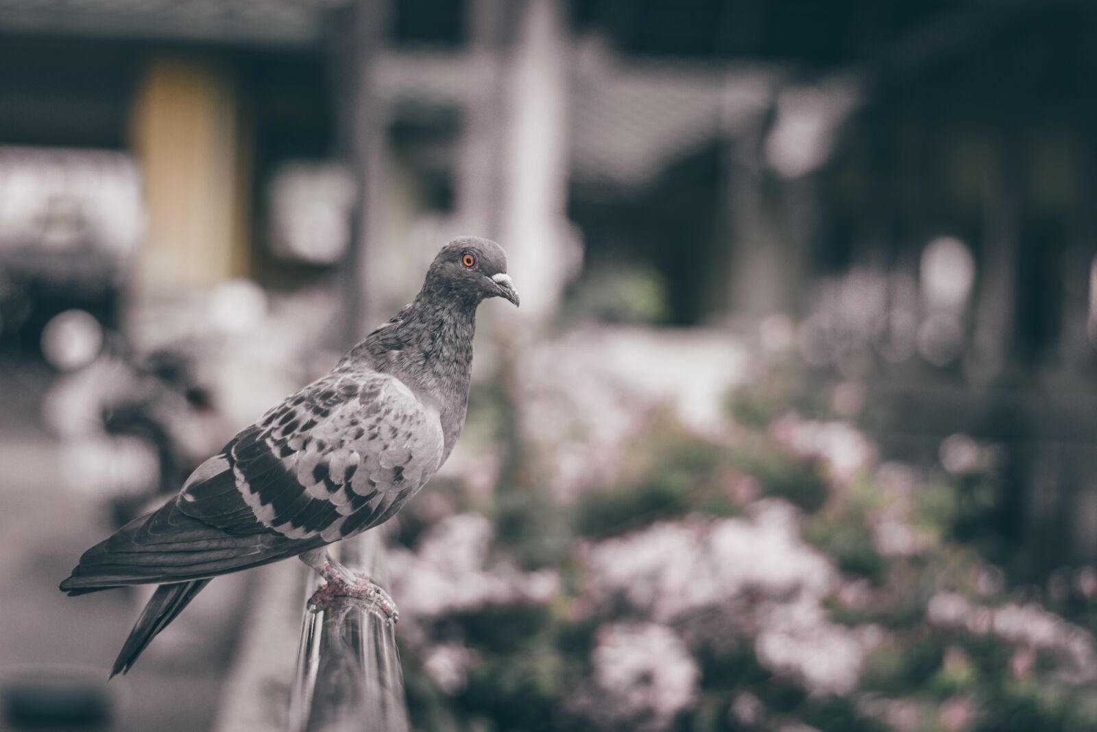 Nikon D3100 sample photo. Bird, fly, birds photography
