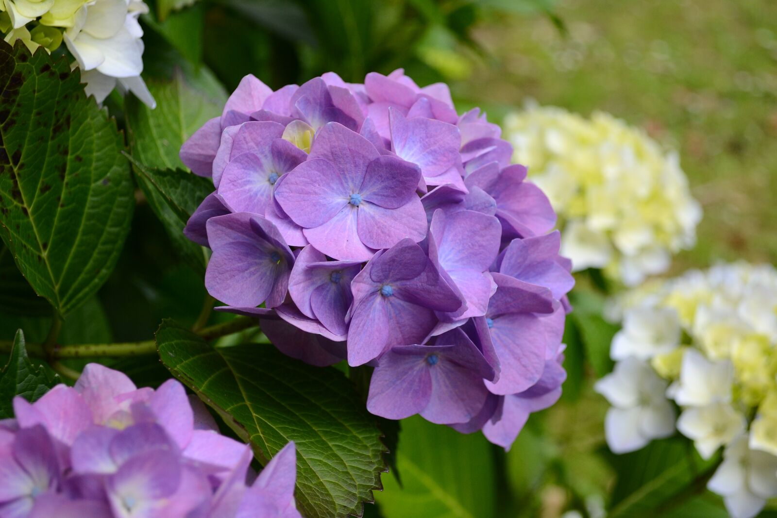 Nikon D3100 sample photo. Hydrangea, macro, soft pastel photography