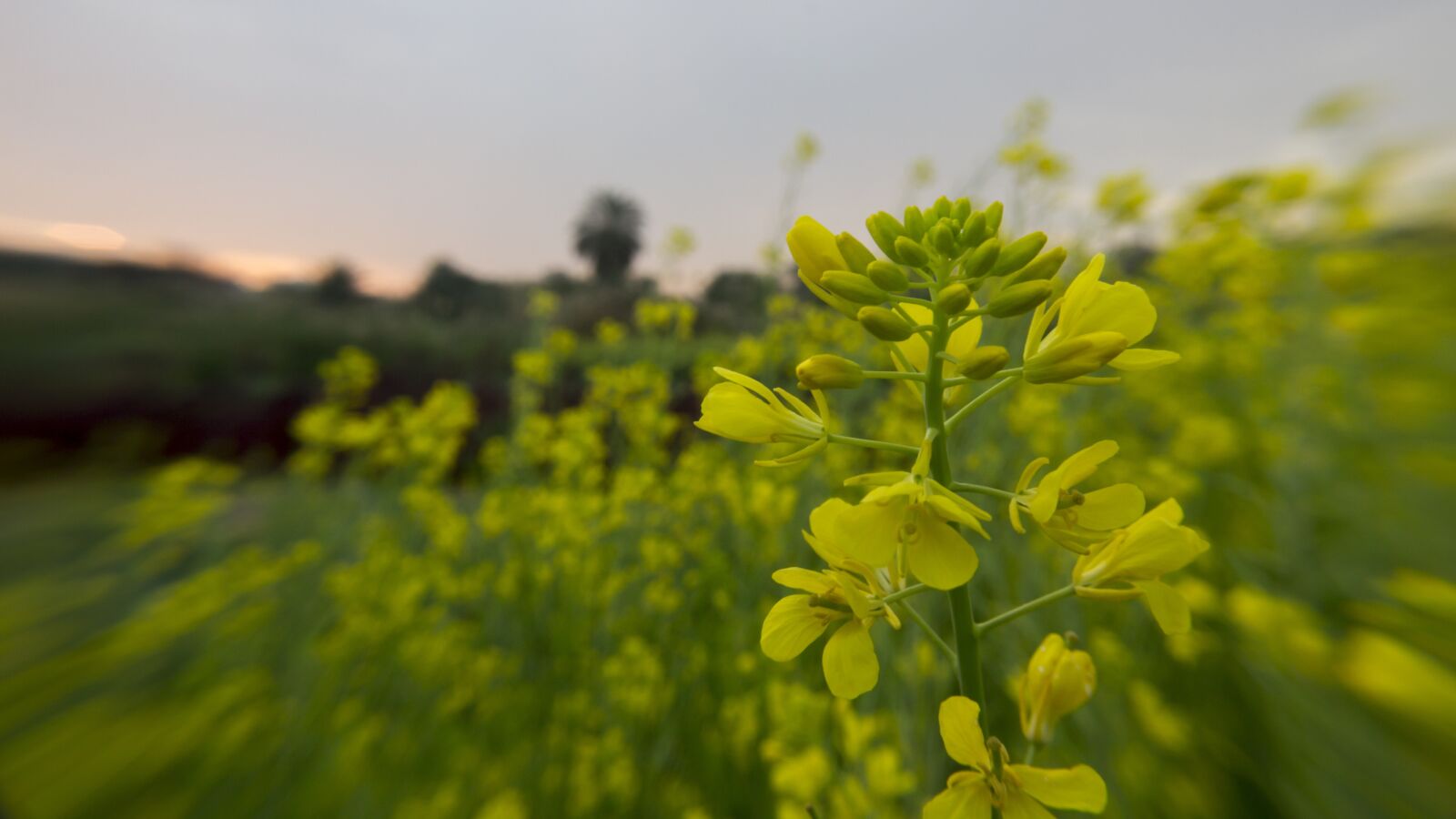 Canon EOS 600D (Rebel EOS T3i / EOS Kiss X5) sample photo. Garden, yellow flower, farming photography