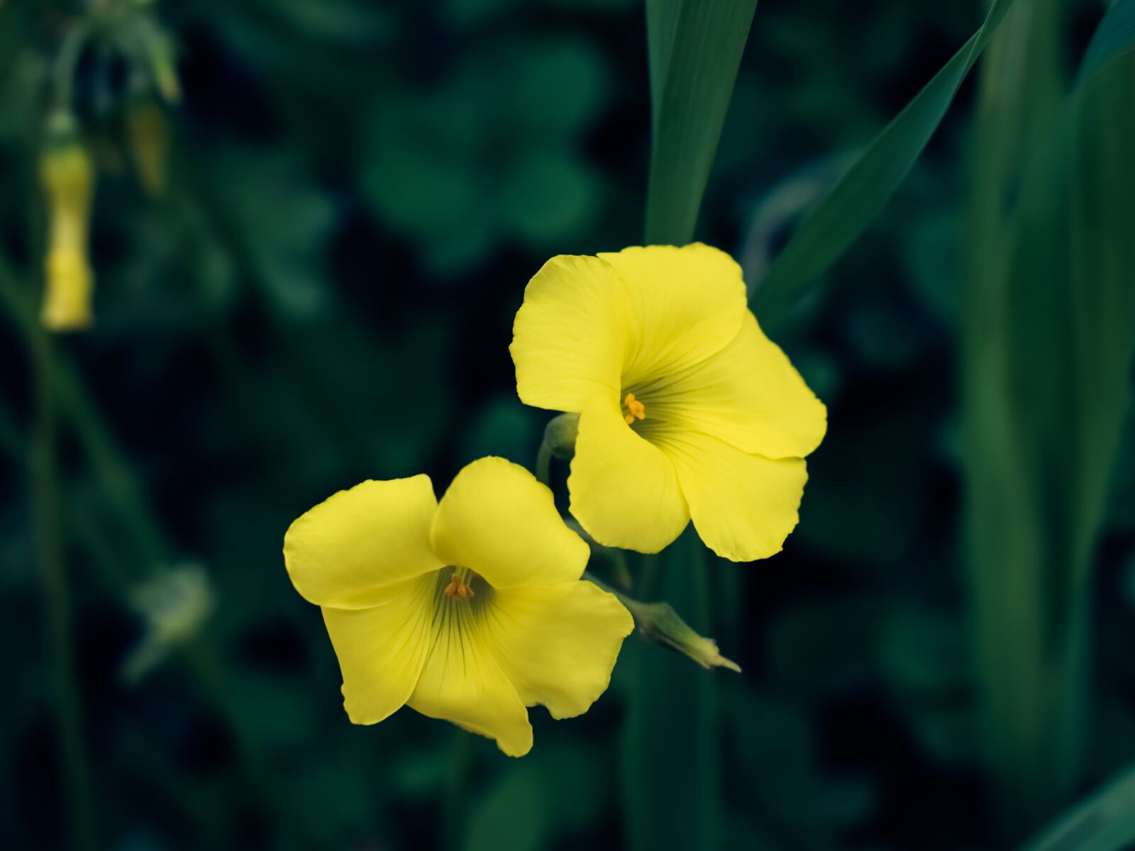 Nikon D3300 sample photo. Wildflower, yellow, nature photography