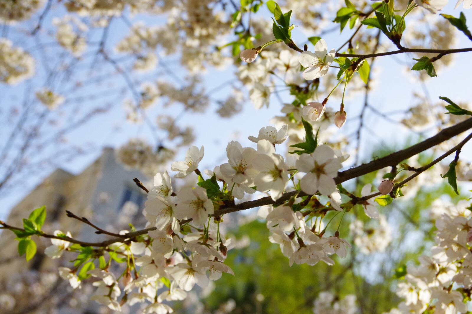 Pentax K-3 sample photo. Cherry blossom, a sprig photography