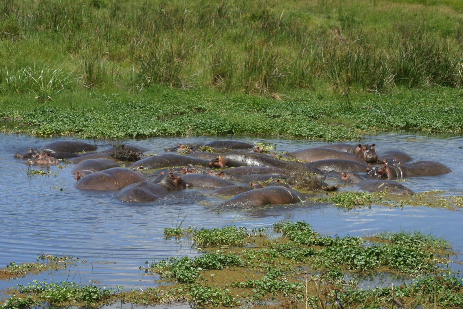 Canon EOS 300D (EOS Digital Rebel / EOS Kiss Digital) sample photo. Hippopotamus, tanzania, ngorongoro photography