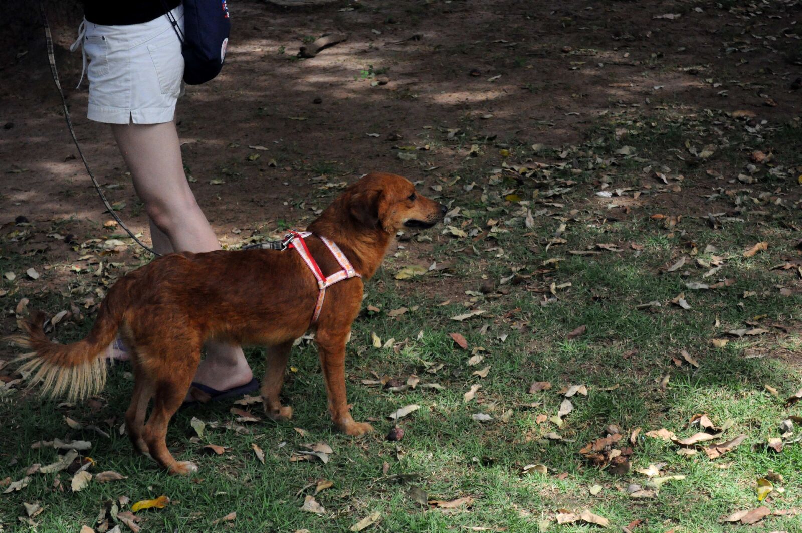 Nikon D5000 sample photo. Cute, brown, dog, show photography