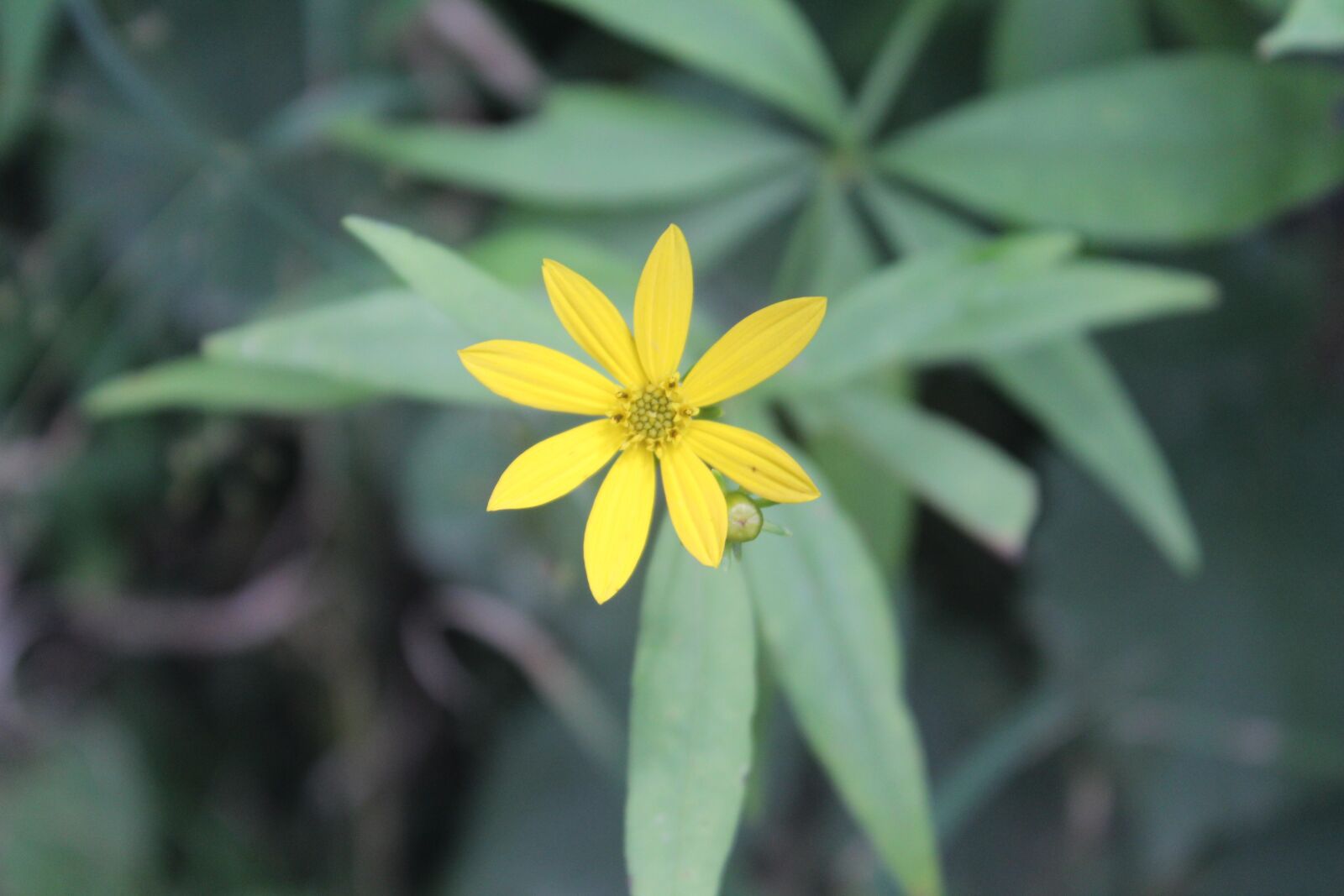 Canon EOS 1200D (EOS Rebel T5 / EOS Kiss X70 / EOS Hi) + Canon EF-S 18-55mm F3.5-5.6 IS II sample photo. Flower, yellow, nature photography