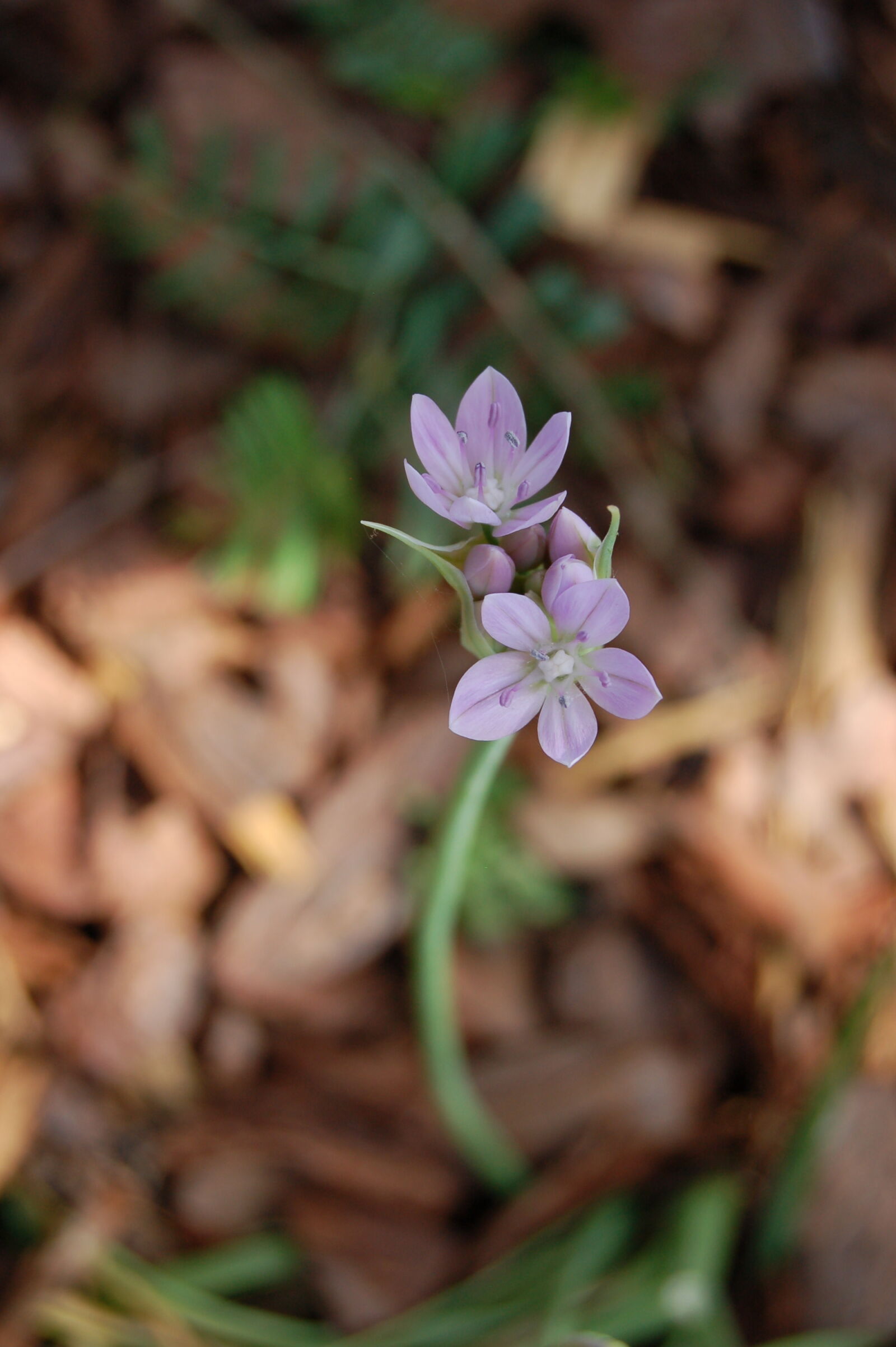 Nikon D50 sample photo. Flowers, garden, purple, purple photography