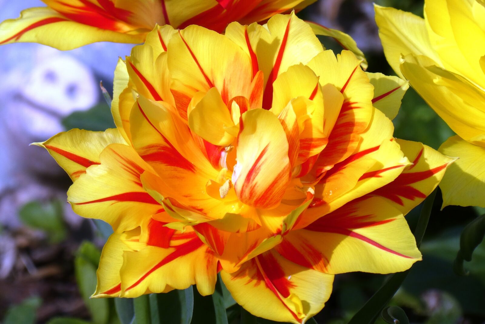 Panasonic Lumix DC-ZS70 (Lumix DC-TZ90) sample photo. Tulip, bloom, spring photography