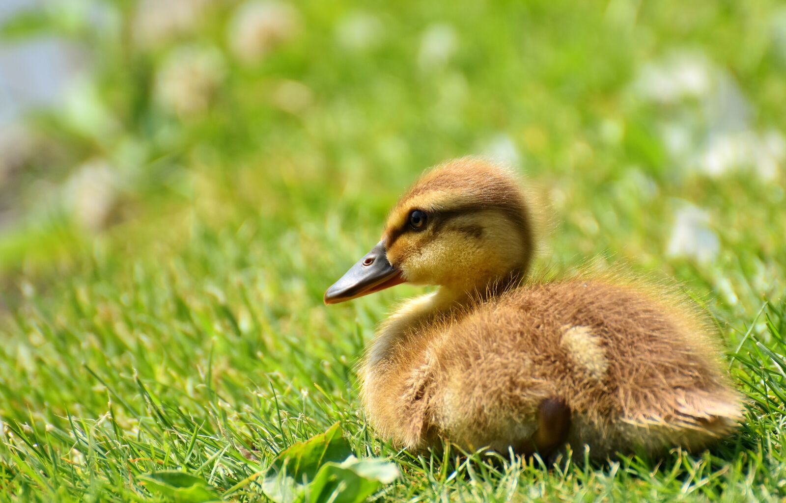 Nikon D7200 sample photo. Mallard, chicks, baby photography