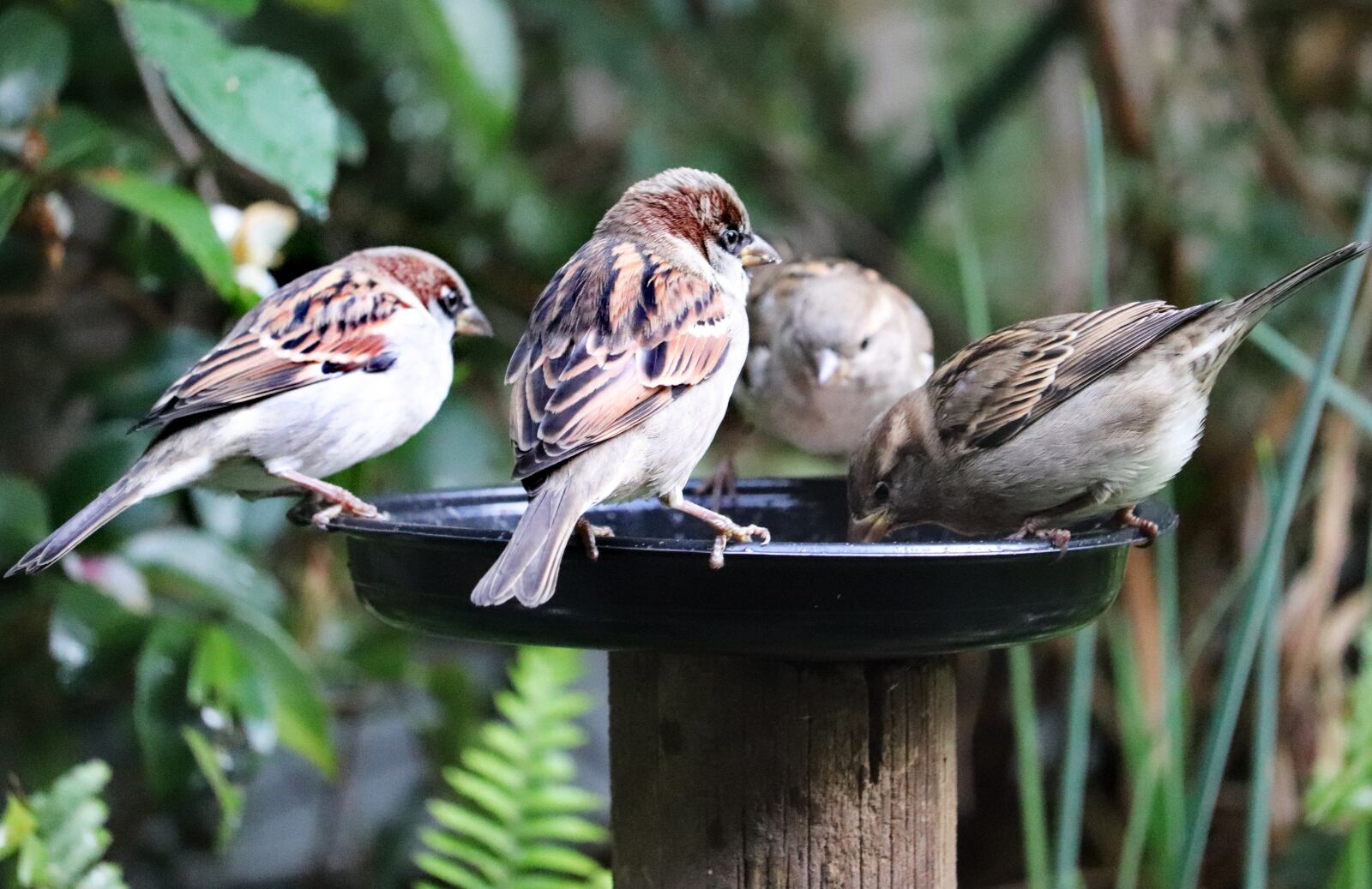 Canon EF-S 55-250mm F4-5.6 IS STM sample photo. Birds, sparrows, feeding photography