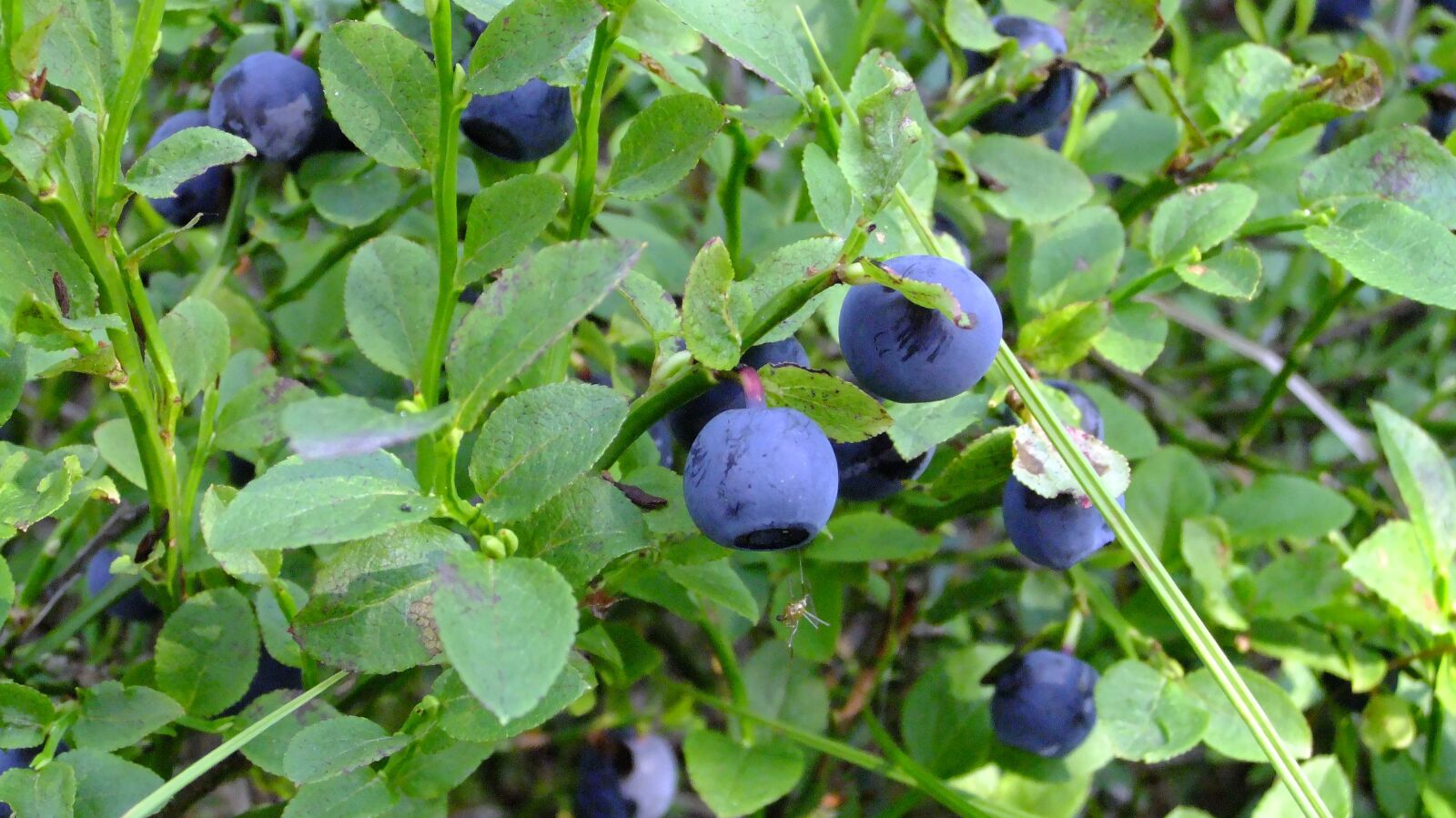 FujiFilm FinePix F80EXR (FinePix F85EXR) sample photo. Blueberry, proper nutrition, summer photography