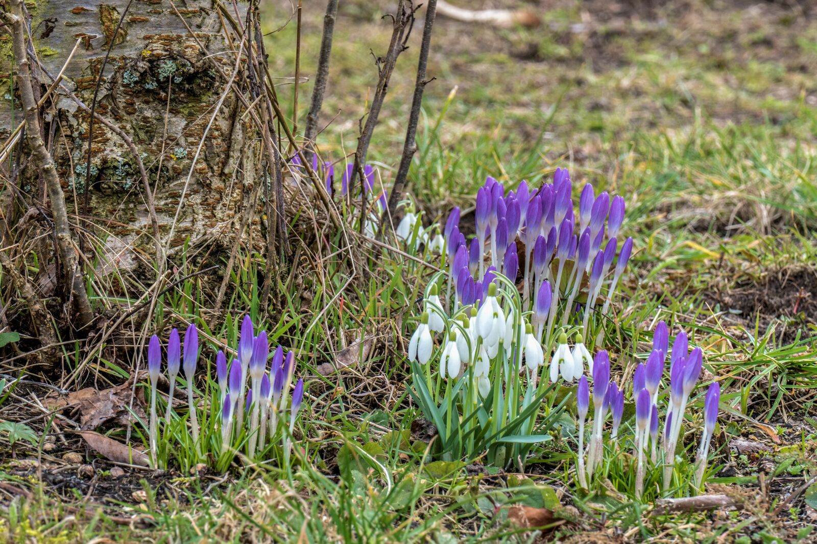 Panasonic Lumix DMC-FZ1000 sample photo. Crocus, snowdrop, spring flower photography