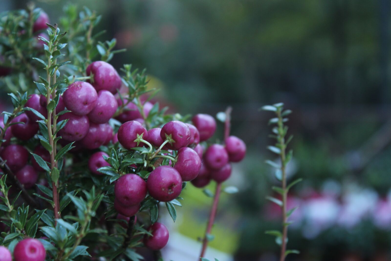 Canon EOS 700D (EOS Rebel T5i / EOS Kiss X7i) sample photo. Purple bunches, flower, background photography