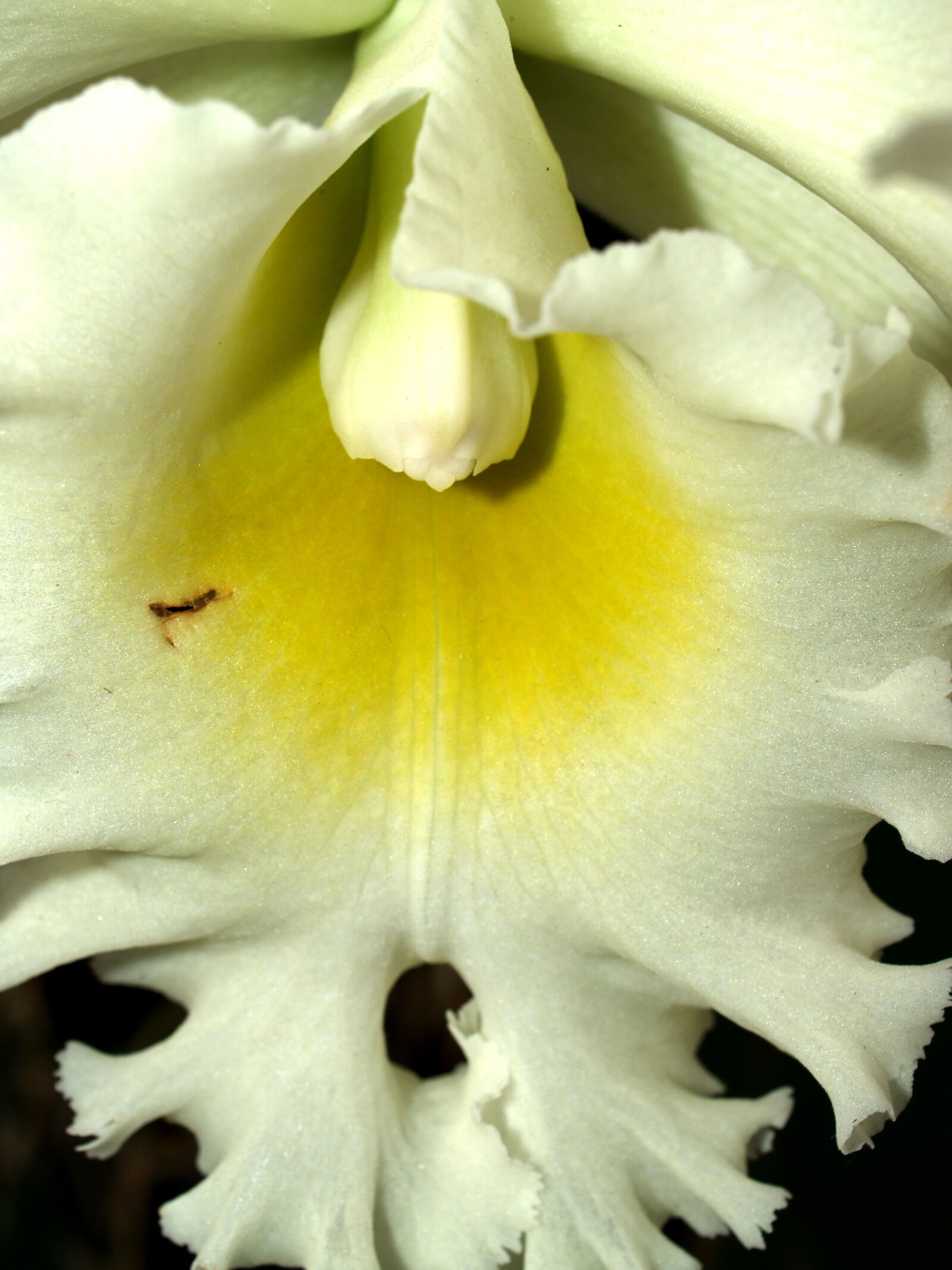 Olympus E-300 (EVOLT E-300) sample photo. Orchid, flower, bright photography