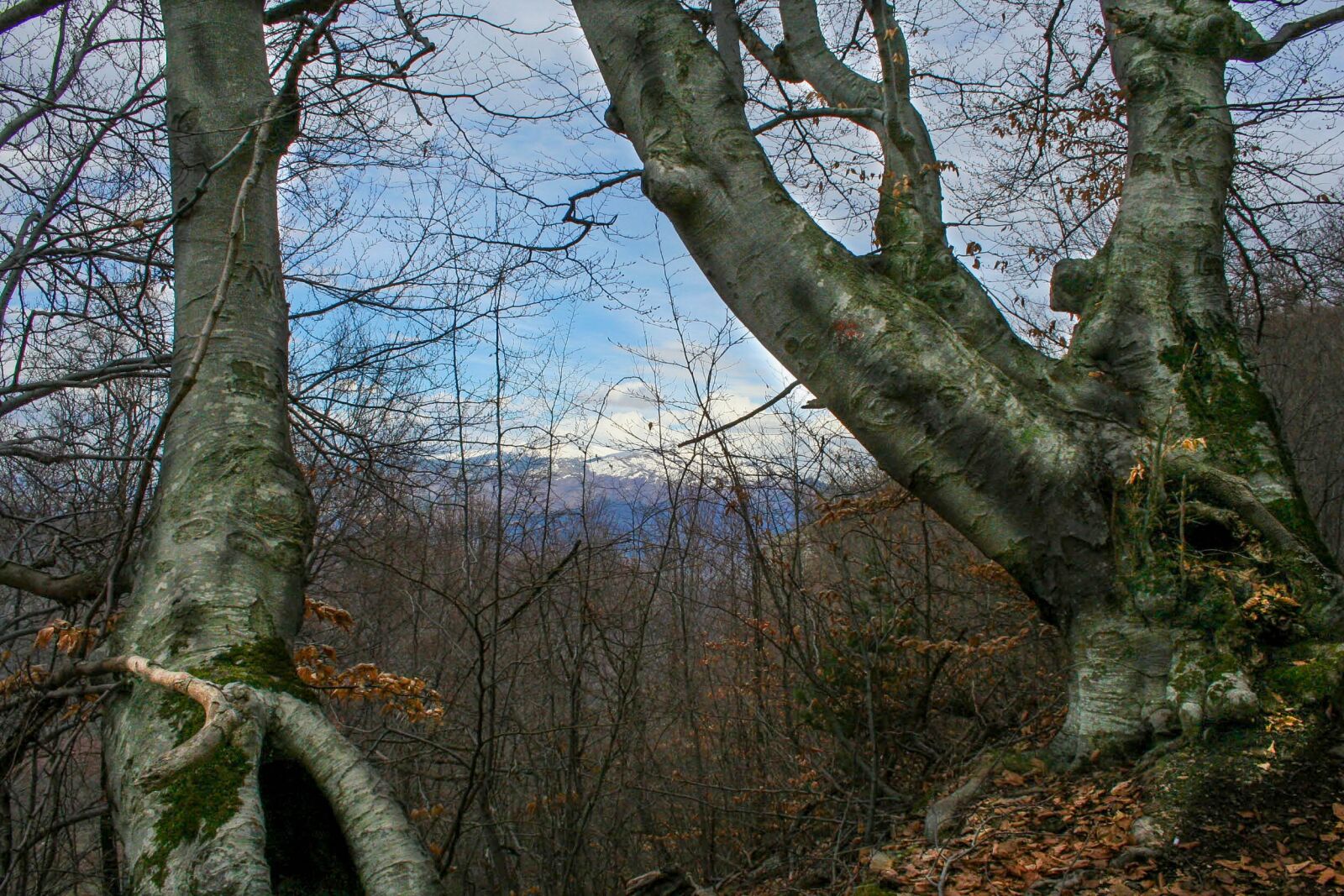 Canon EOS 350D (EOS Digital Rebel XT / EOS Kiss Digital N) sample photo. Forest, fall, nature photography