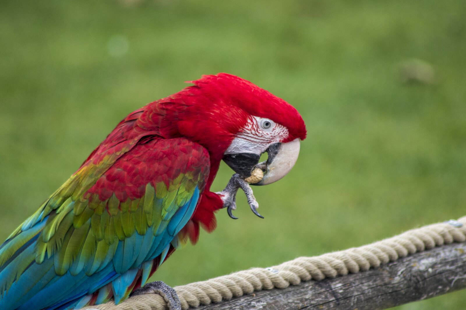 Nikon D3200 sample photo. Parrot, tropical, bird photography
