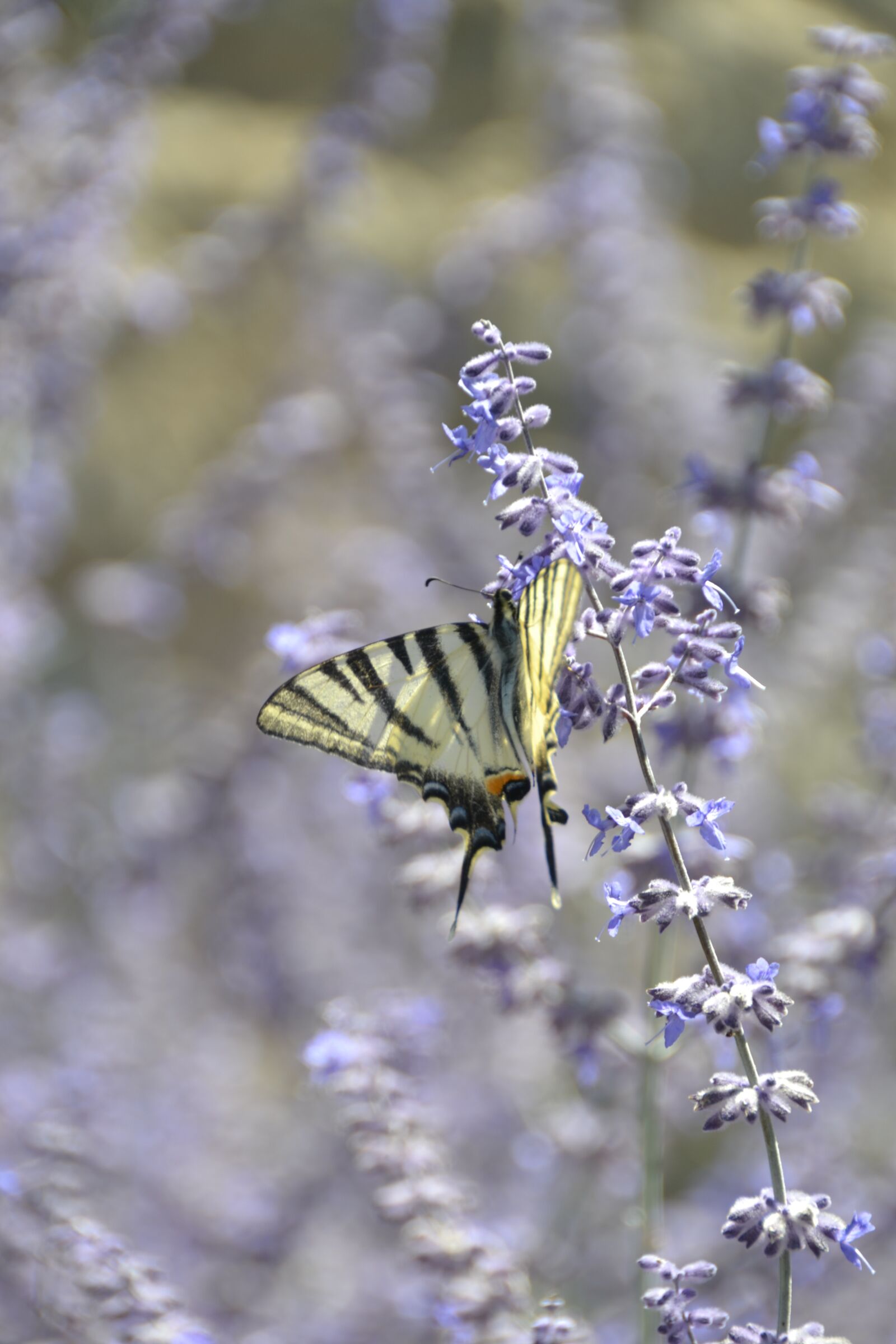 Nikon D3100 sample photo. Butterfly, insect, flower photography