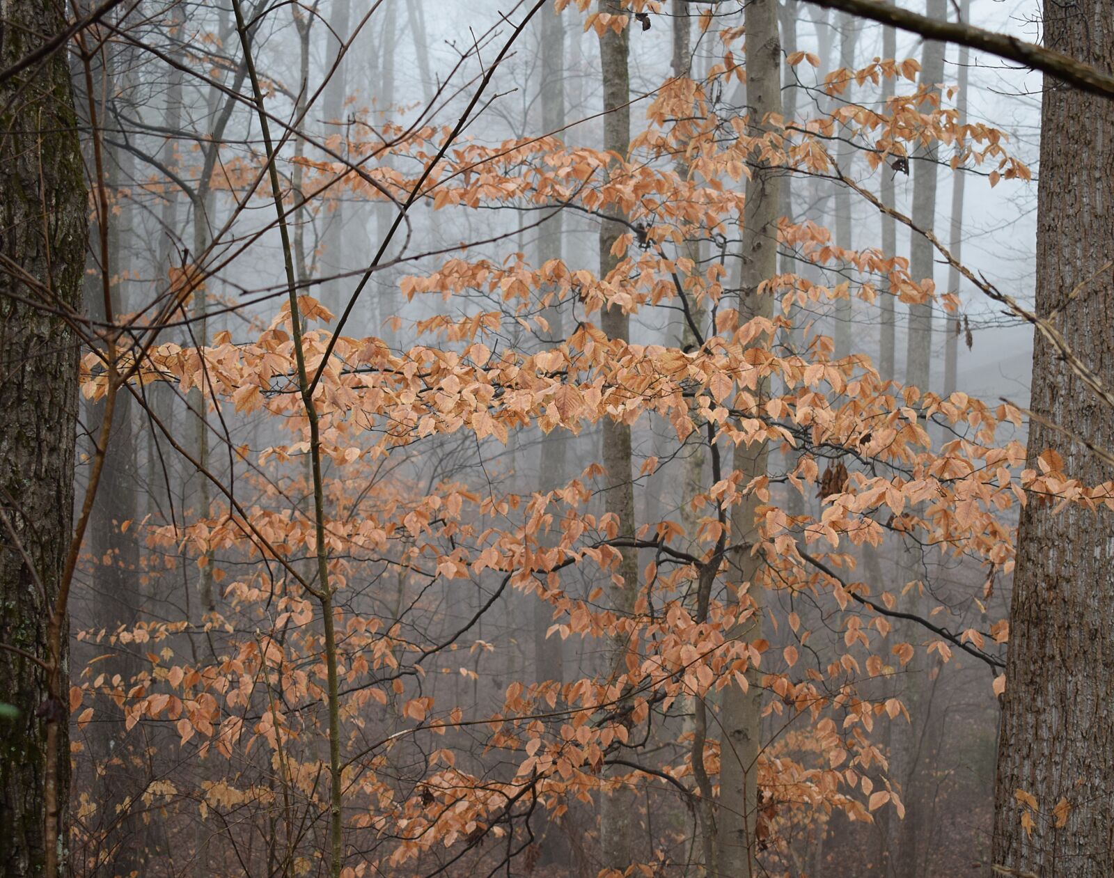 Nikon D3300 sample photo. Beech tree, winter, beech photography