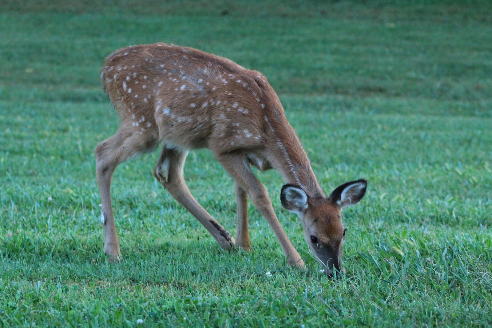 Canon EOS 1100D (EOS Rebel T3 / EOS Kiss X50) sample photo. Deer, fawn, nature photography
