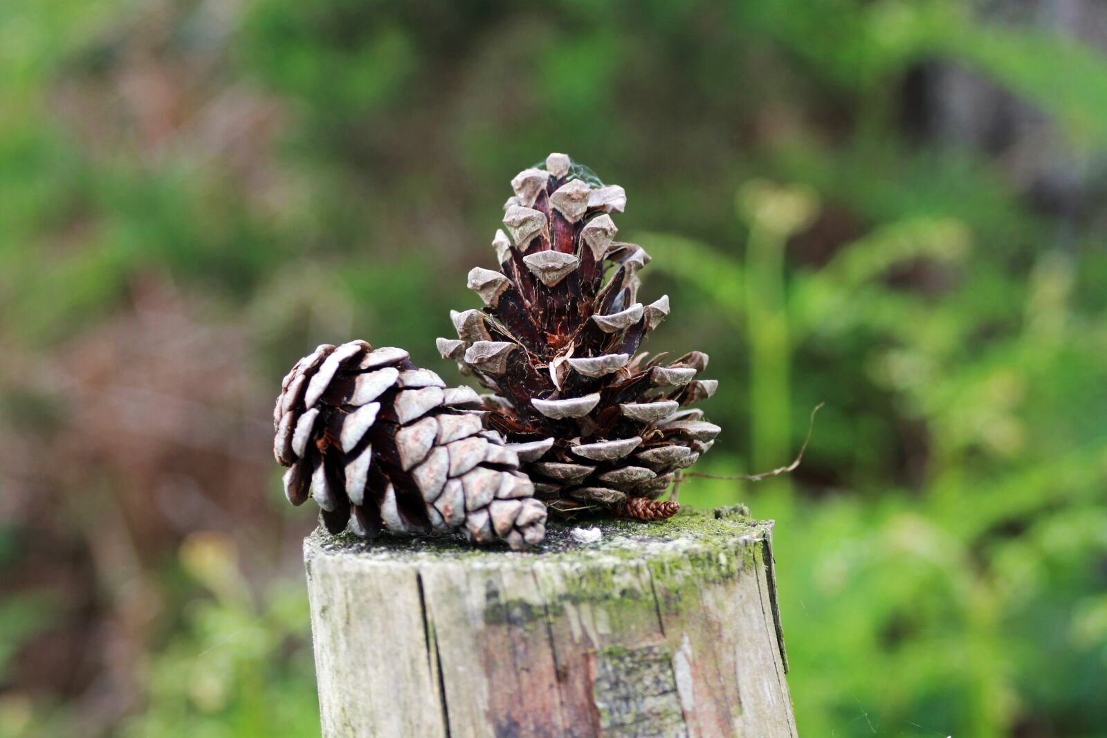 Canon EF 28-90mm f/4-5.6 USM sample photo. Forest, nature, pine cone photography