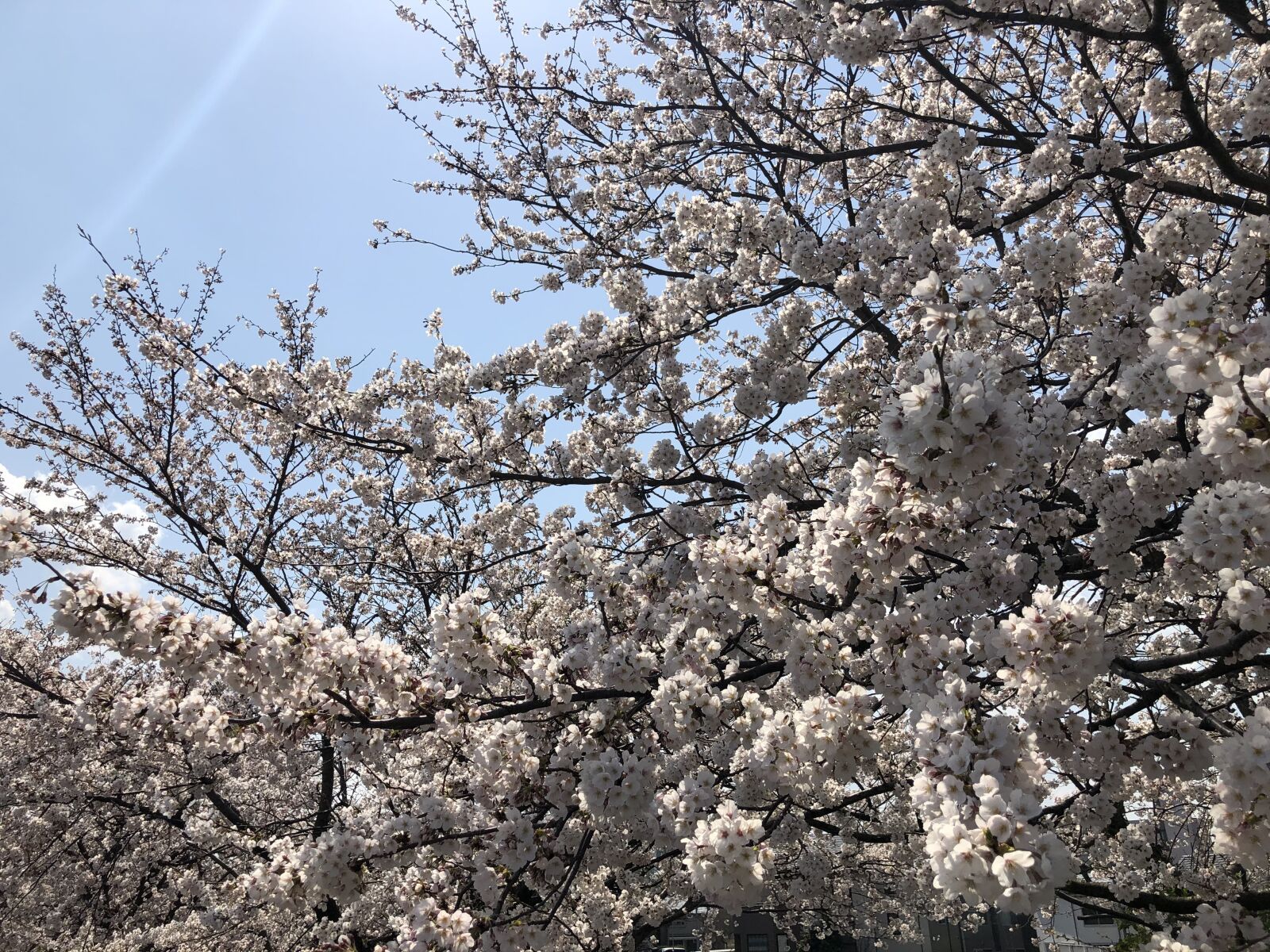Apple iPhone X sample photo. Cherry blossoms, sakura photography