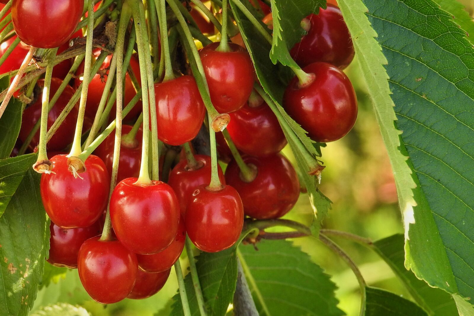 Nikon Coolpix P900 sample photo. Cherries, wild cherries, orchard photography