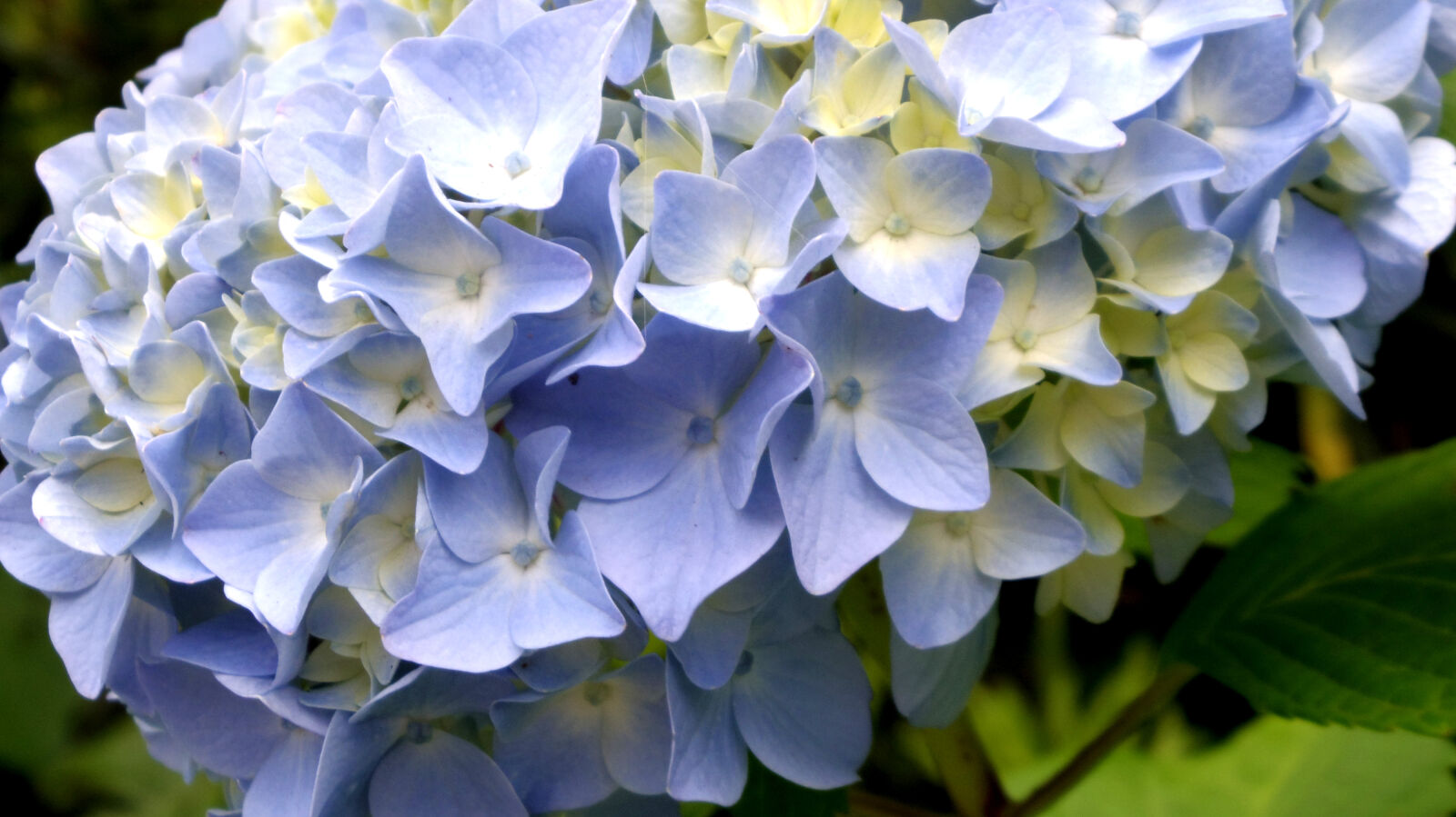 Pentax Q10 sample photo. Flower, hydrangea photography