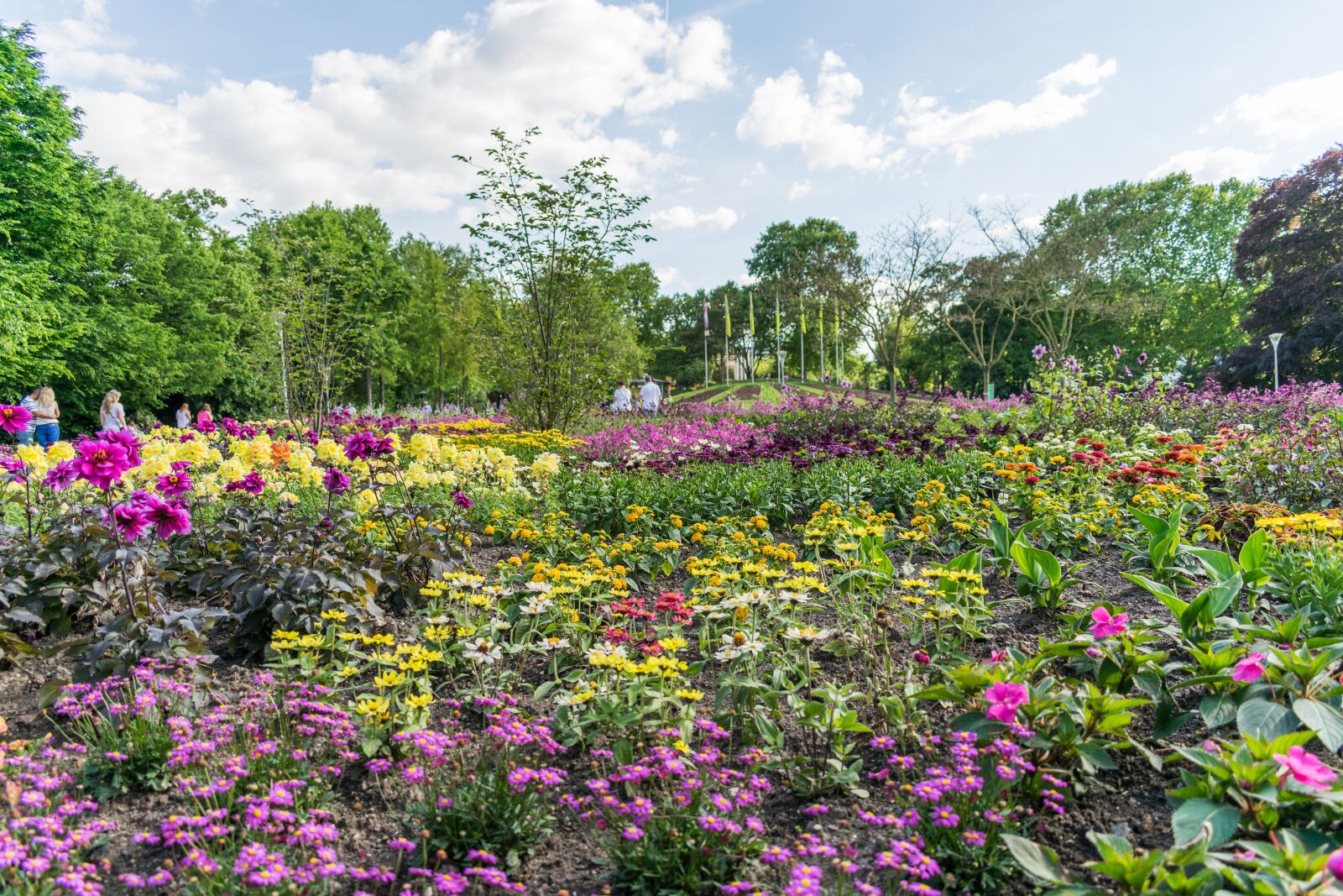 Nikon D5300 sample photo. Flowers, plant, luisenpark photography
