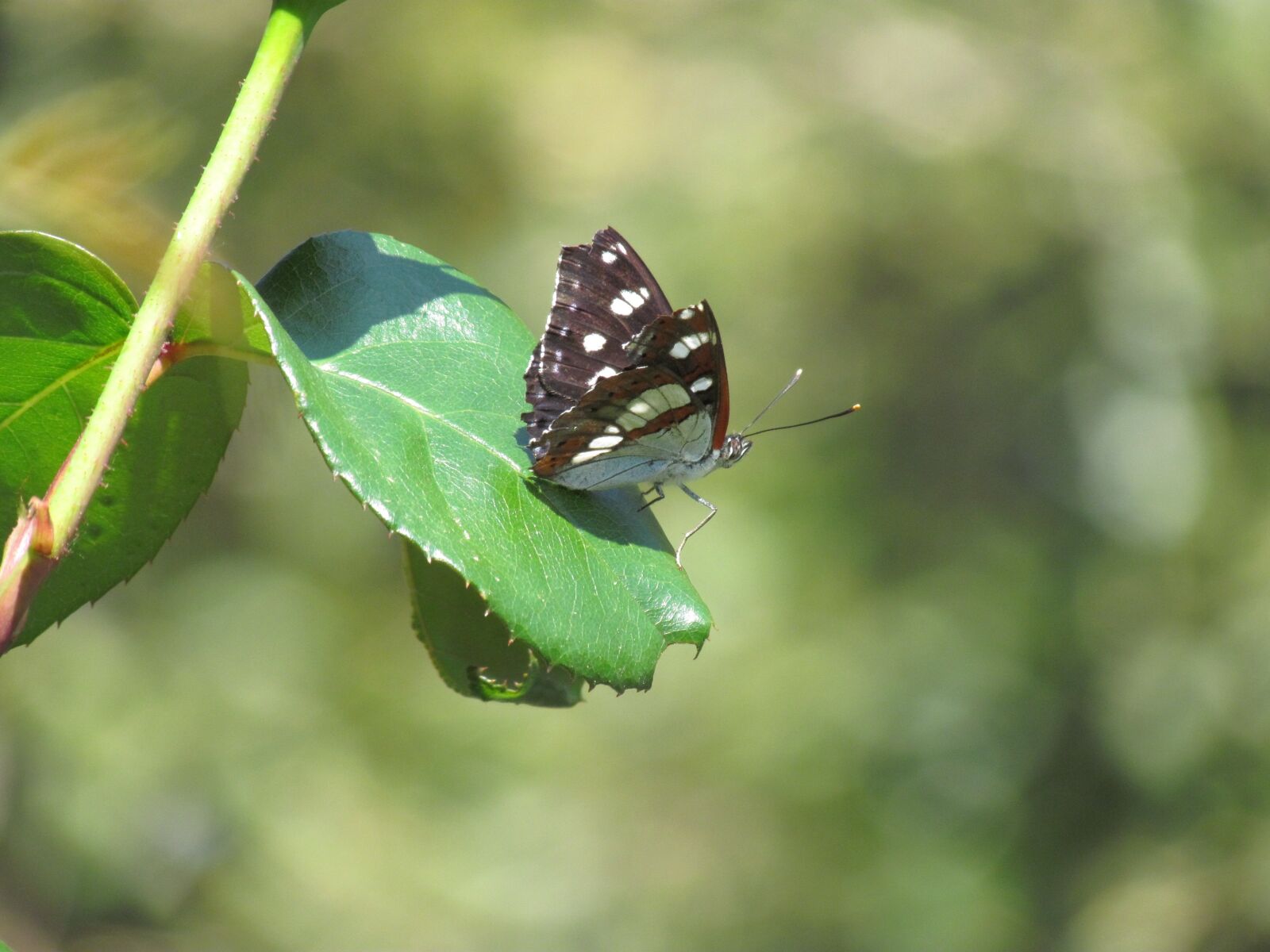 Canon PowerShot SX30 IS sample photo. Animaux, butterfly, fleurs, green photography