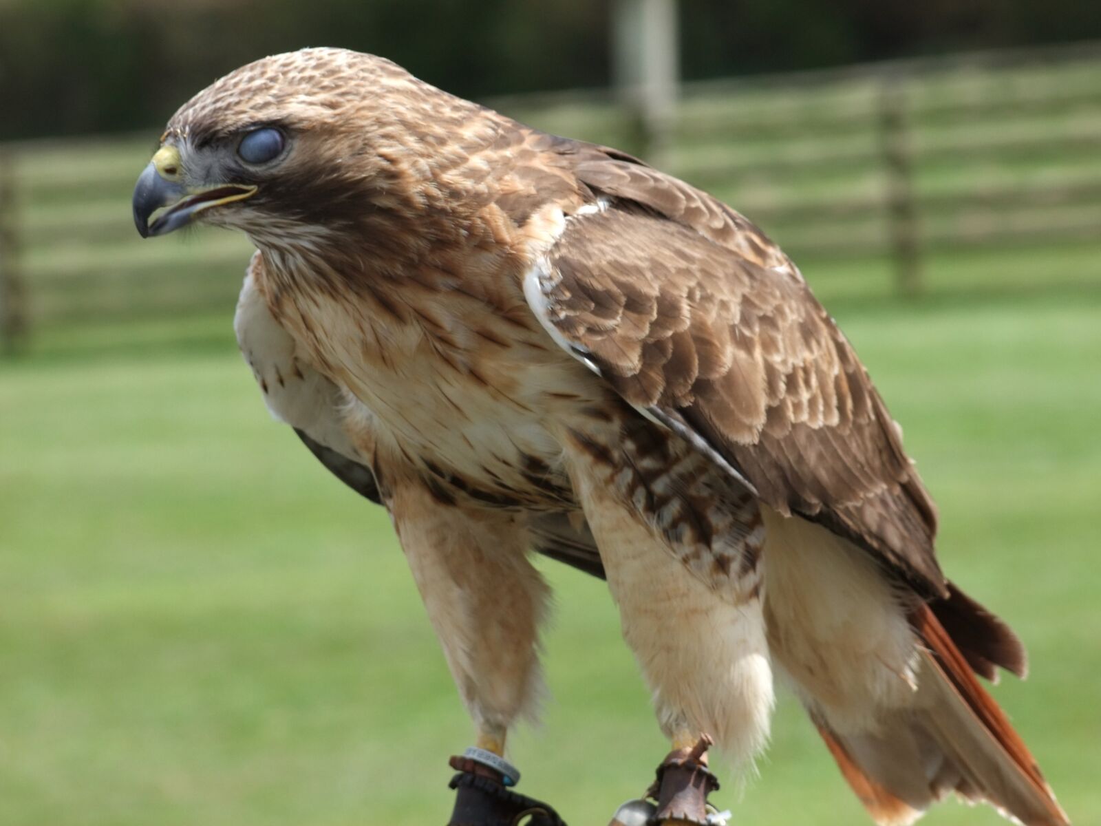 FujiFilm FinePix S200EXR (FinePix S205EXR) sample photo. Eagle, hunting, prey photography