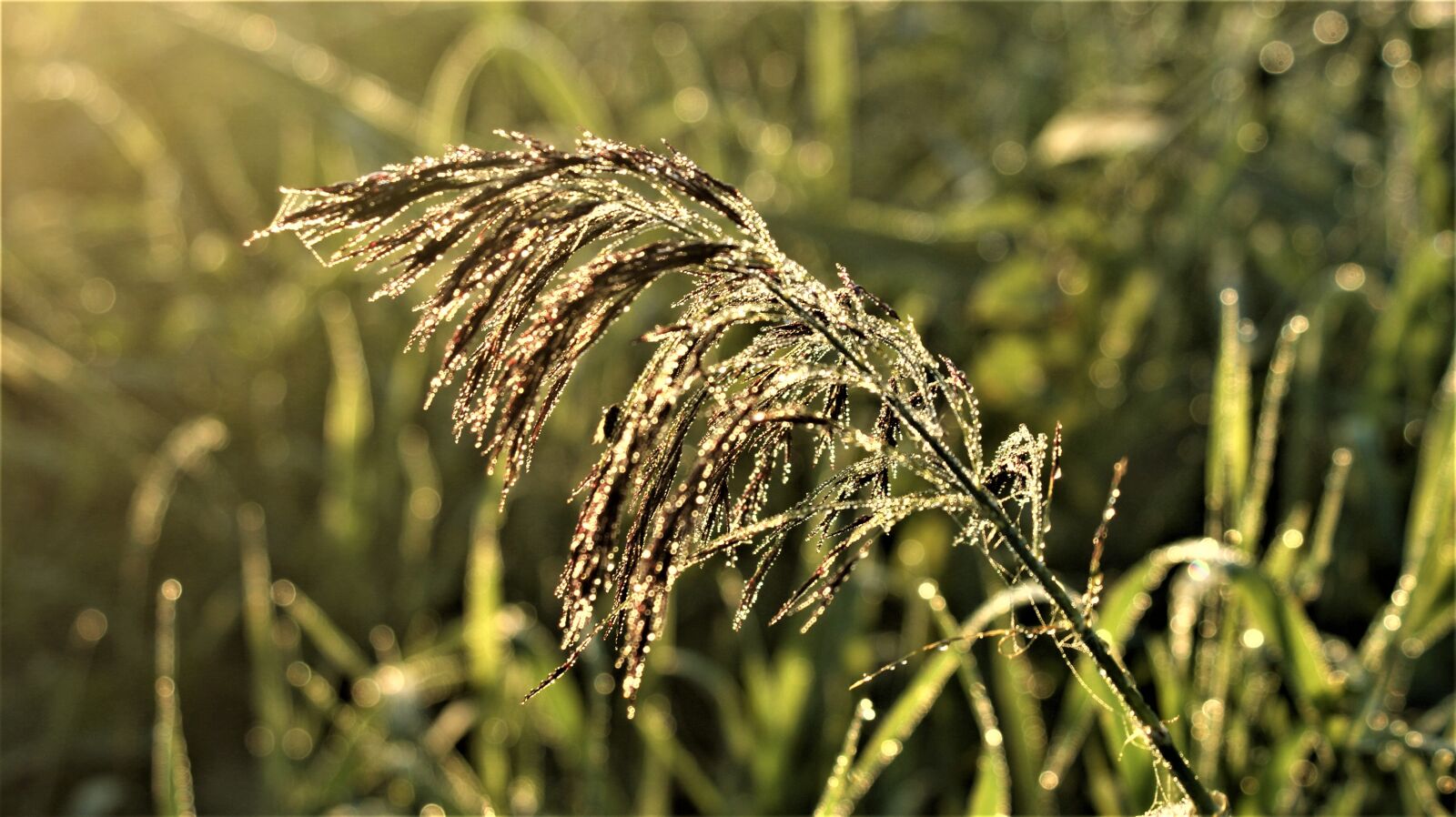 Sony Alpha DSLR-A350 sample photo. Grass, green, dew photography