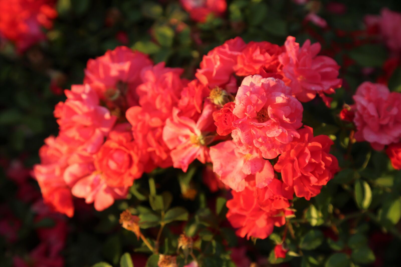 Canon EF 24-105mm F4L IS USM sample photo. Rose, roses, red photography
