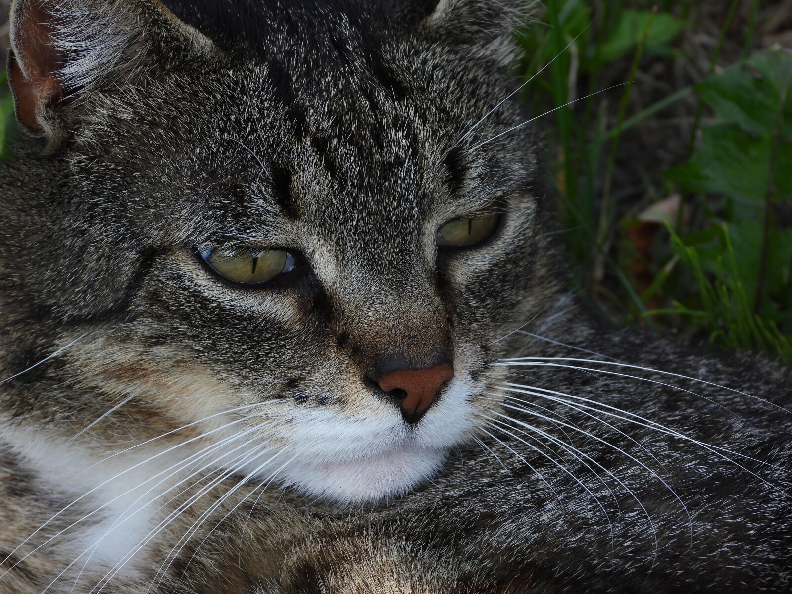 Nikon Coolpix P1000 sample photo. Cat, tomcat, dachowiec photography