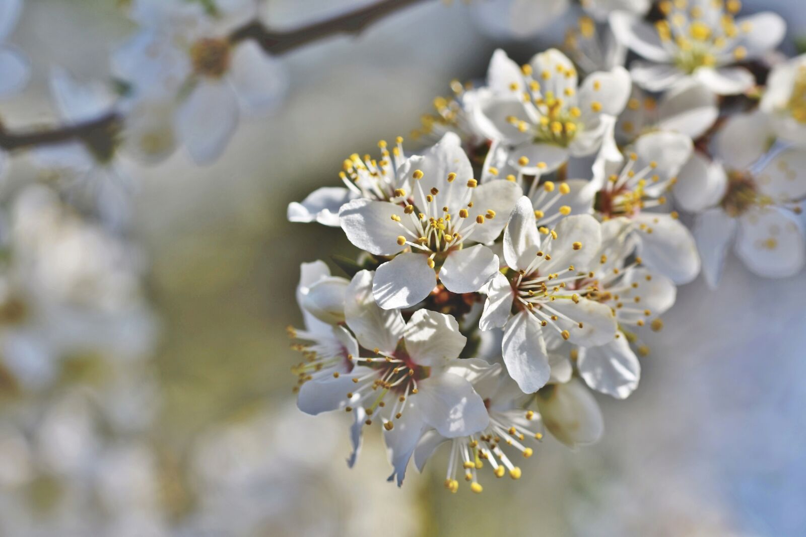 Nikon D7200 sample photo. Plum blossom, blossom, bloom photography
