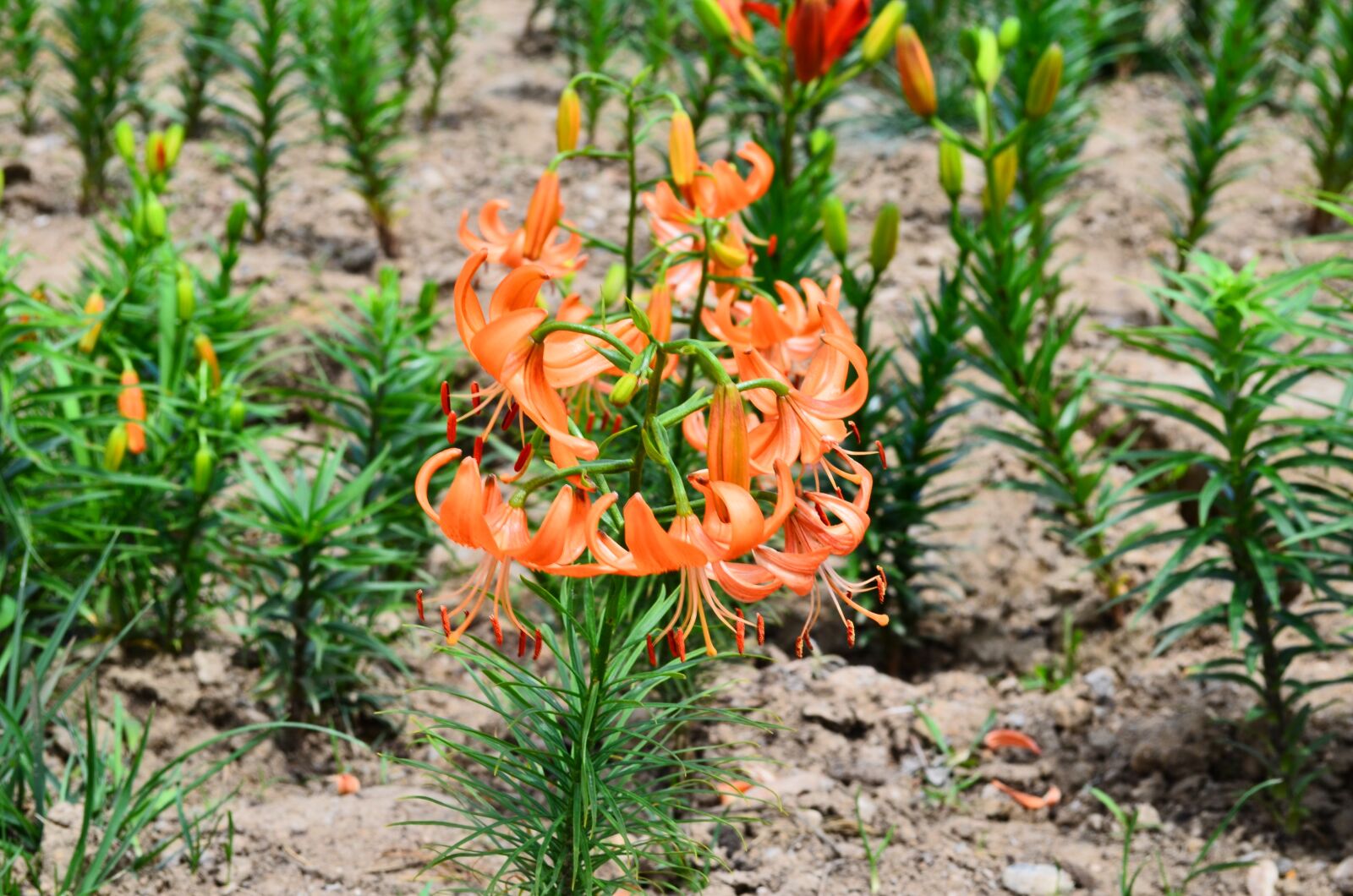 Nikon D5100 sample photo. Lilium davidii var, unicolor photography
