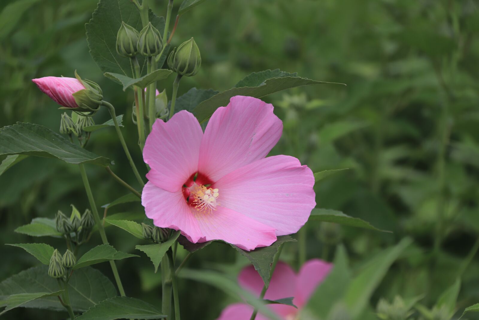 Canon EOS 800D (EOS Rebel T7i / EOS Kiss X9i) sample photo. Hibiscus mutabilis, flowers, summer photography