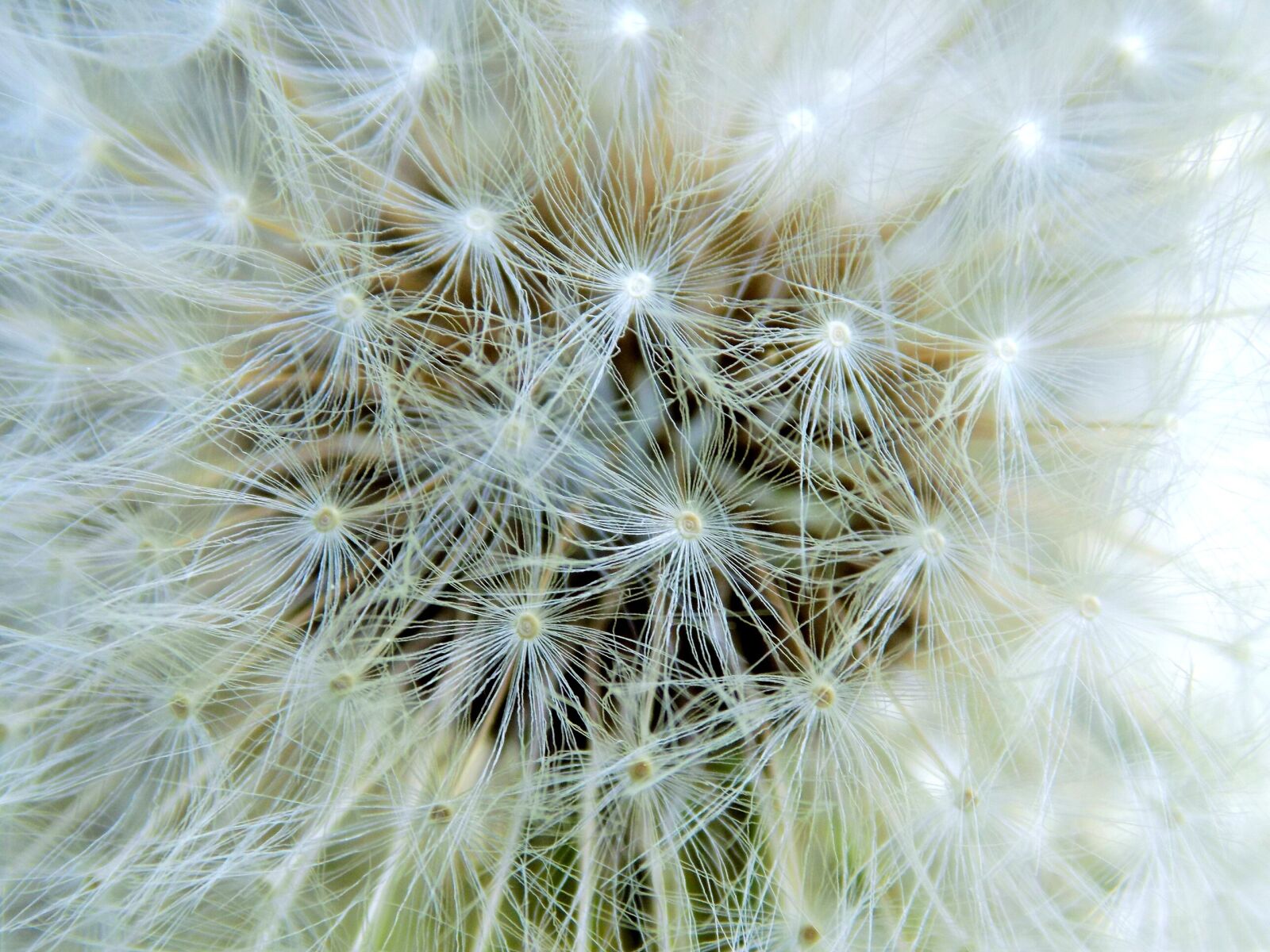 Nikon COOLPIX L340 sample photo. Dandelion, nature, summer photography