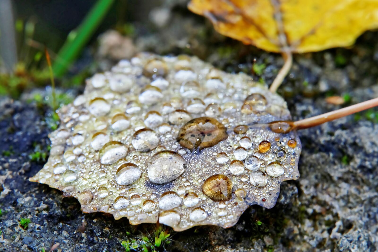 Panasonic Lumix DMC-FZ1000 sample photo. Leaf, drip, raindrop photography