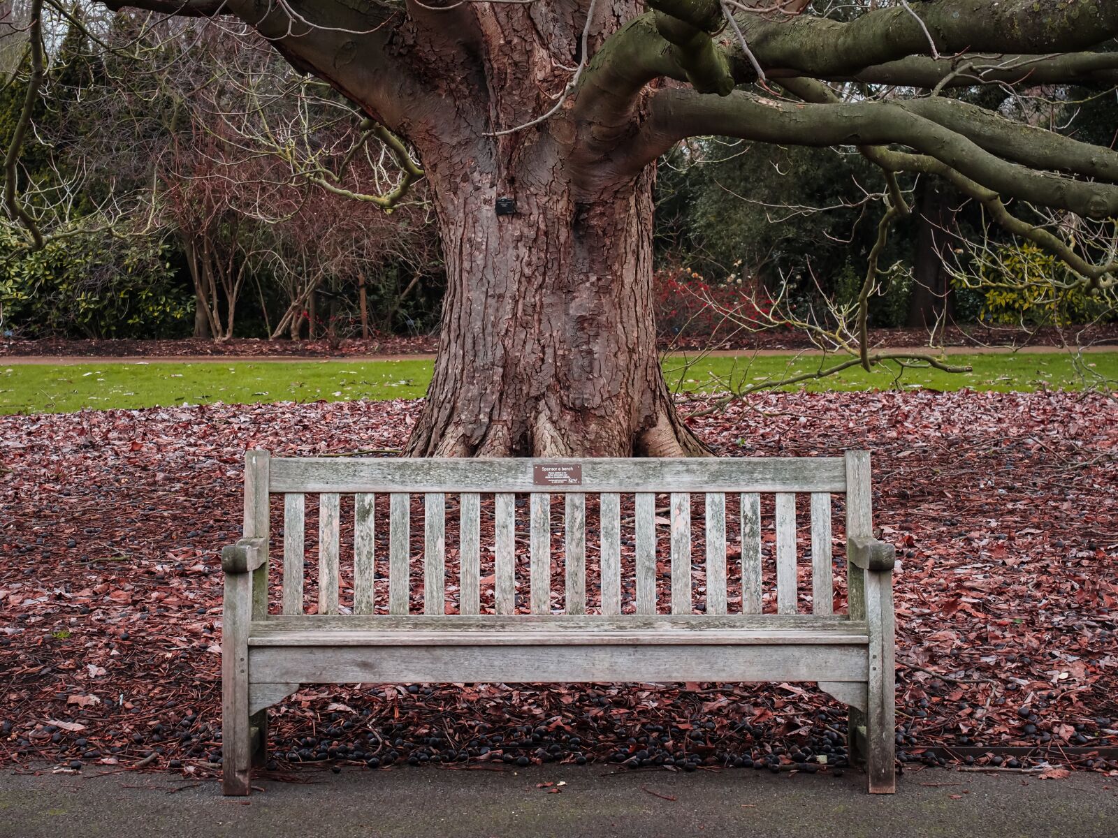 Olympus OM-D E-M1 Mark III + Olympus M.Zuiko Digital ED 12-40mm F2.8 Pro sample photo. Tree, chair, garden photography