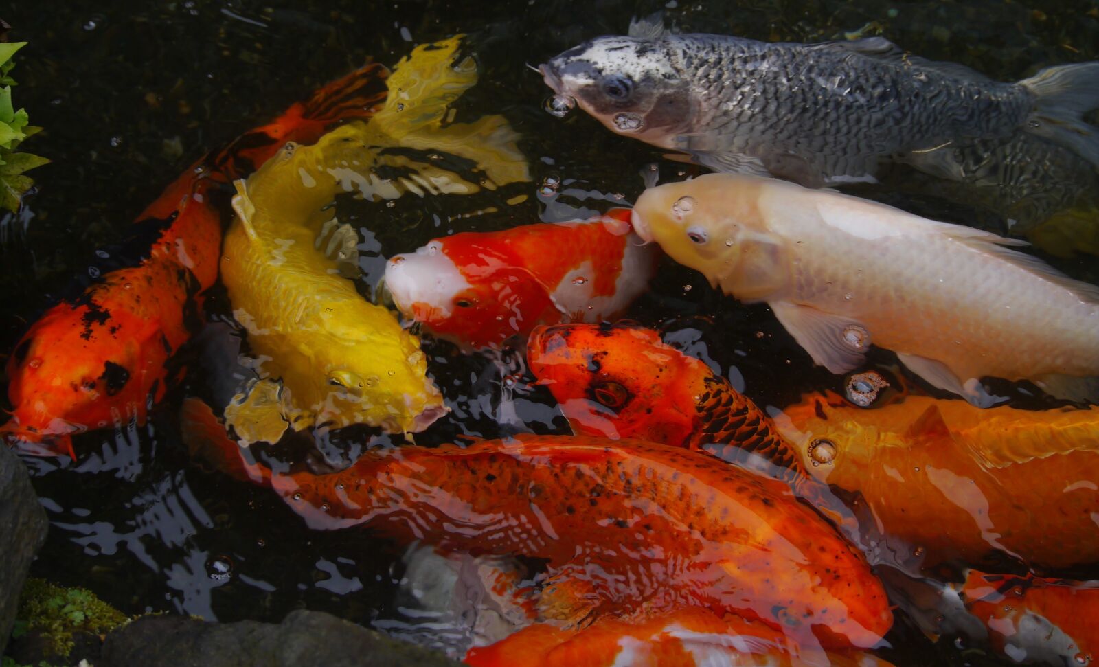 Panasonic Lumix DMC-GX1 sample photo. Aquarium fish, colored carp photography