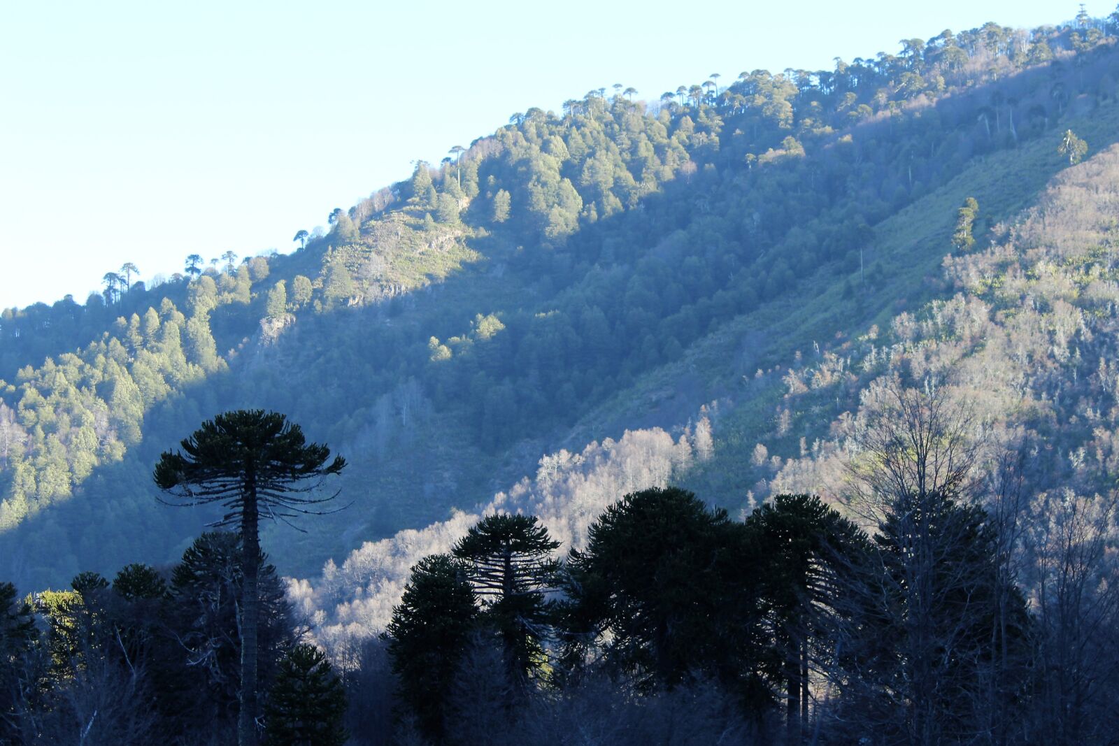Canon EOS 1200D (EOS Rebel T5 / EOS Kiss X70 / EOS Hi) sample photo. Araucania, araucaria, arbol, chile photography