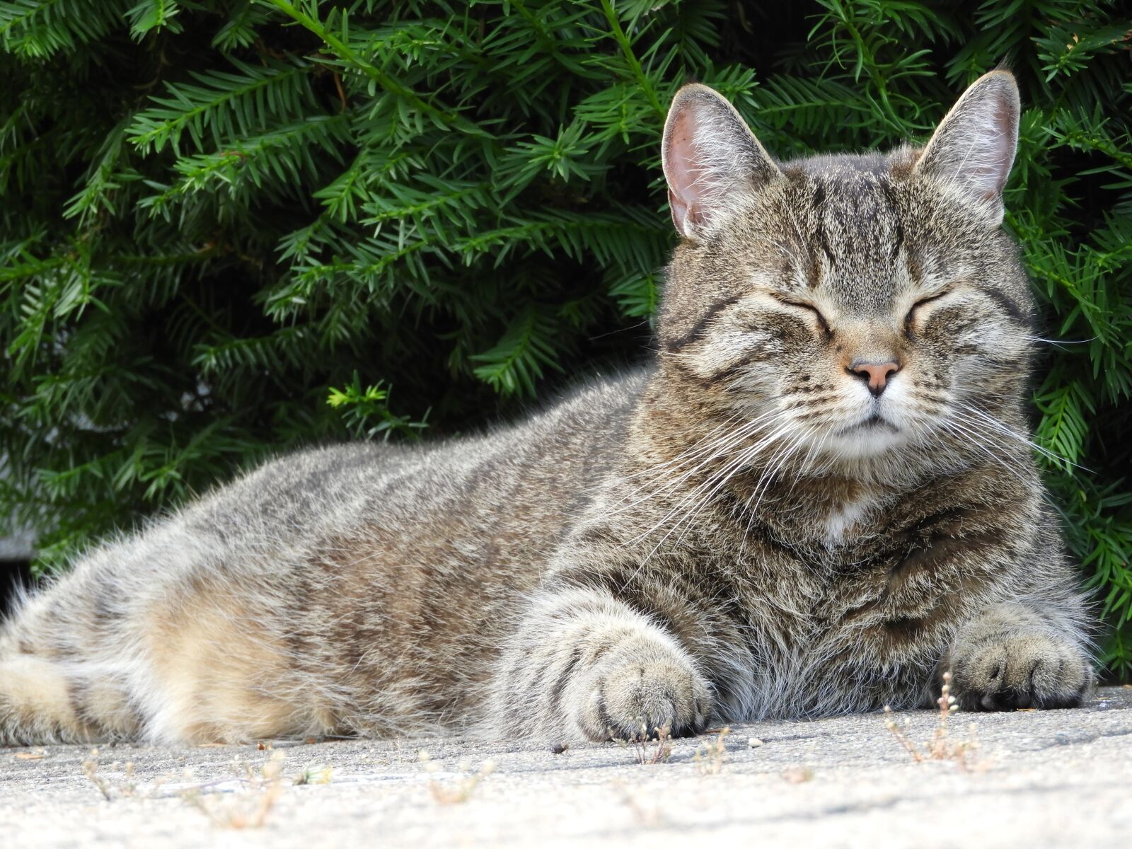 Nikon Coolpix B700 sample photo. Cat, nap, sleep photography