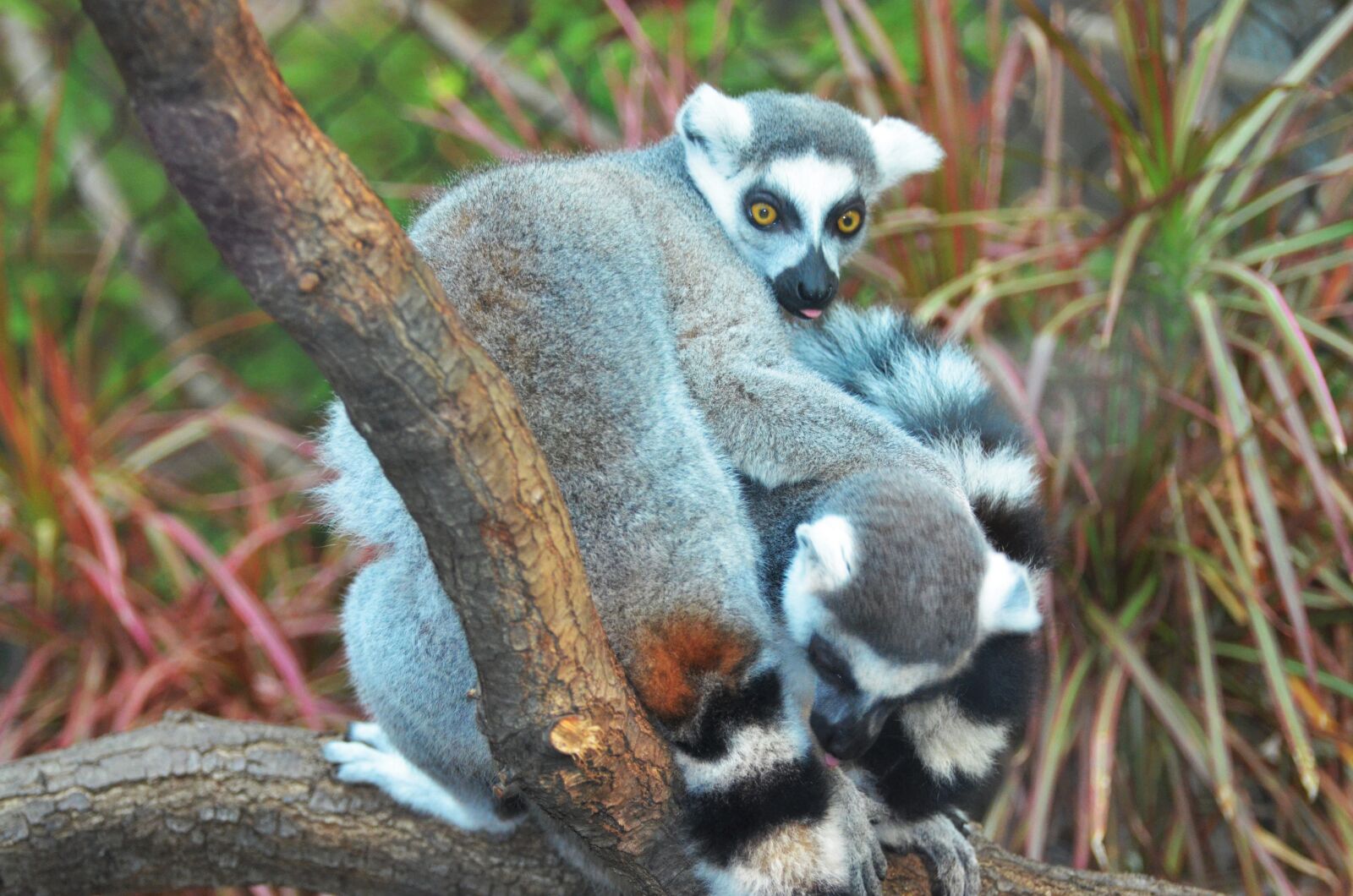 Nikon D5100 sample photo. Lemur, maki, wild photography