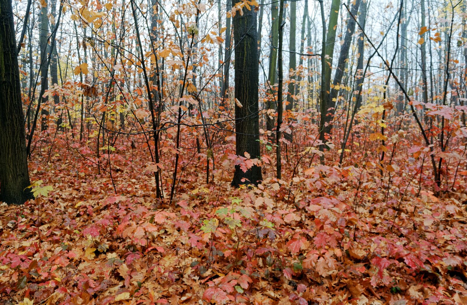 Nikon D3100 sample photo. Landscape, forest, autumn photography