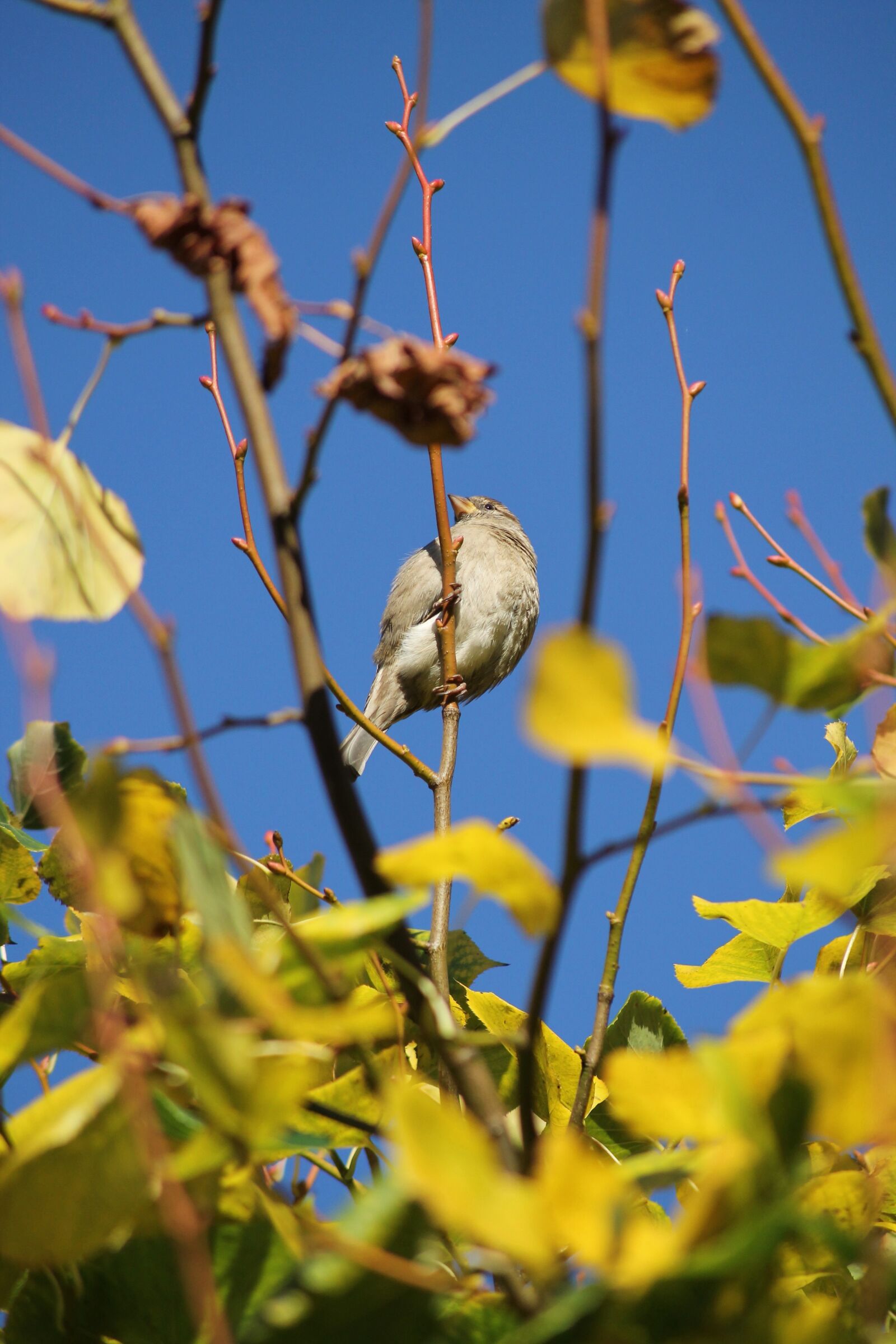 Canon EOS 1100D (EOS Rebel T3 / EOS Kiss X50) sample photo. Sparrow, bird, sperling photography