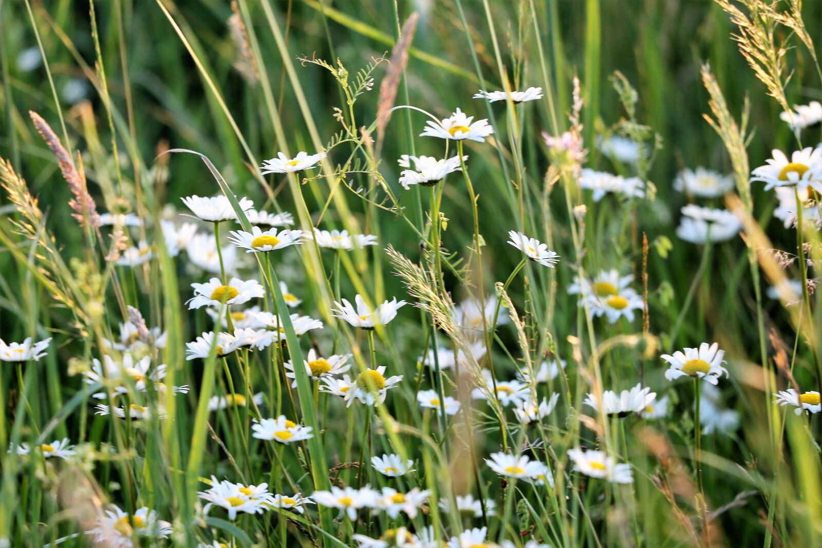 Canon EF 70-300 F4-5.6 IS II USM sample photo. Daisy, flowers, white petals photography