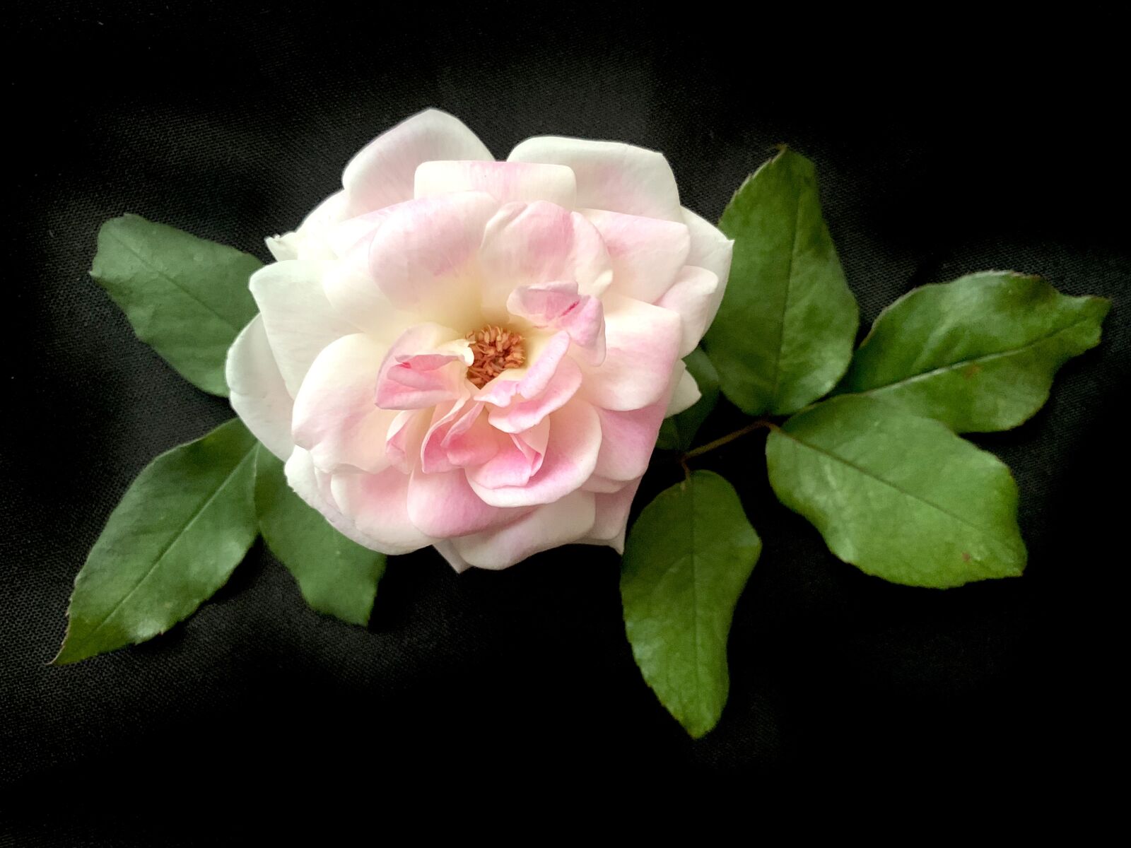 Apple iPhone XS sample photo. Briar, rose, petals photography
