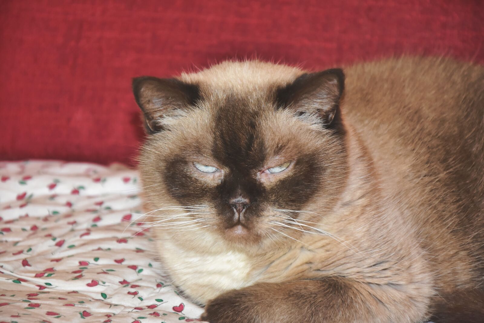 Nikon D7200 sample photo. Cat, breed cat, british photography