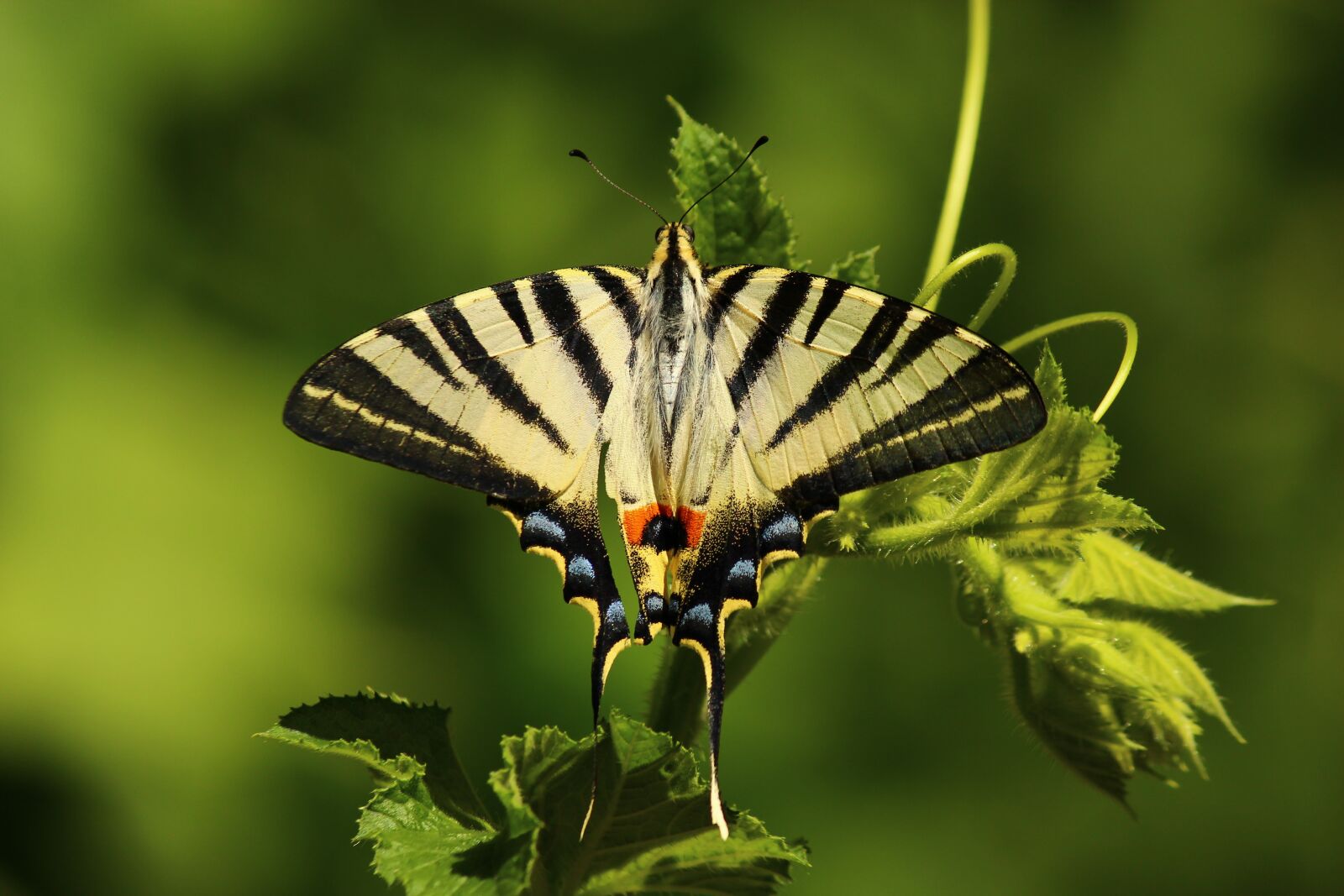Canon EF-S 55-250mm F4-5.6 IS II sample photo. Butterfly, animal, insect photography
