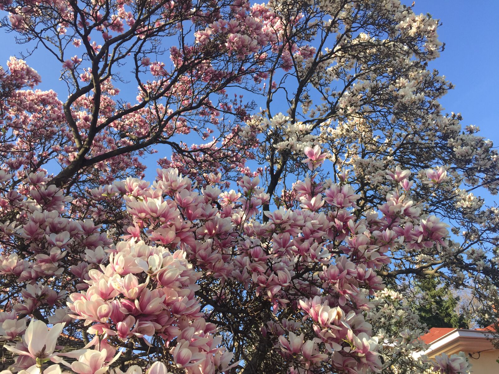 iPhone 6 back camera 4.15mm f/2.2 sample photo. Beautiful, flower, magnolia, magnolia photography