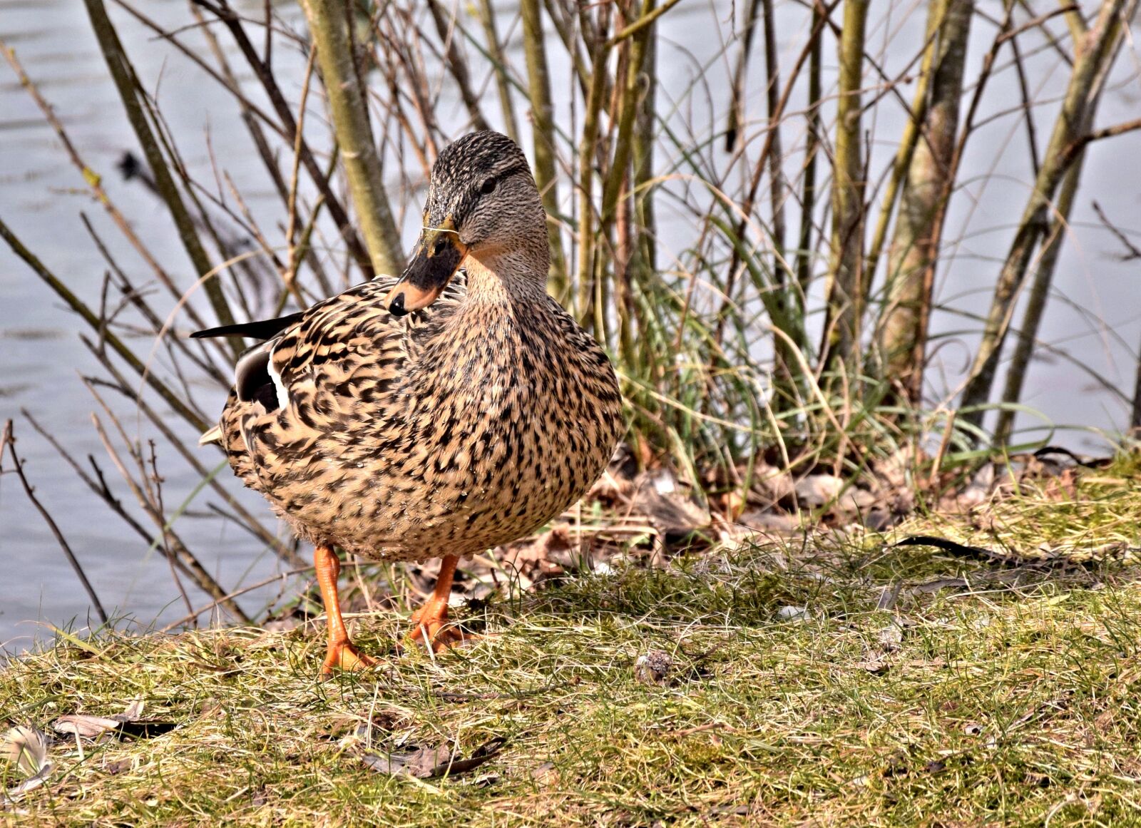 Nikon D3300 sample photo. Drake, duck, plumage photography