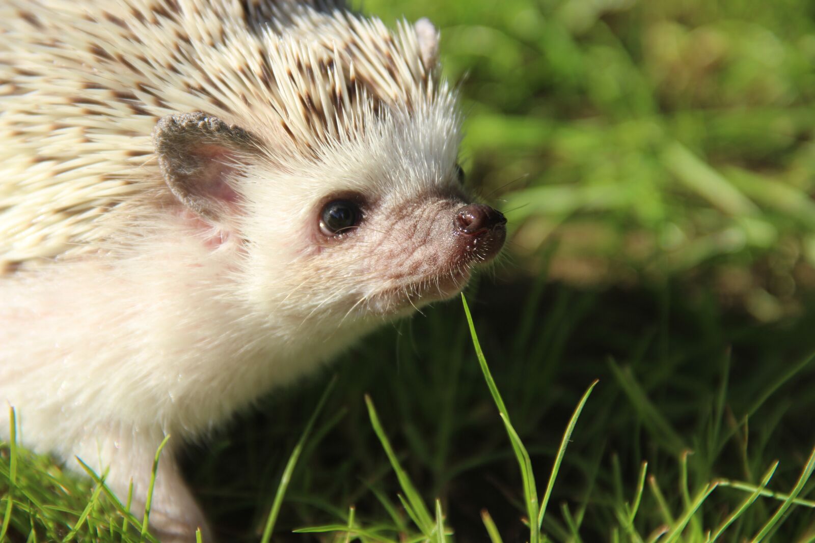 Canon EOS 600D (Rebel EOS T3i / EOS Kiss X5) sample photo. African, dwarf, hedgehogs photography